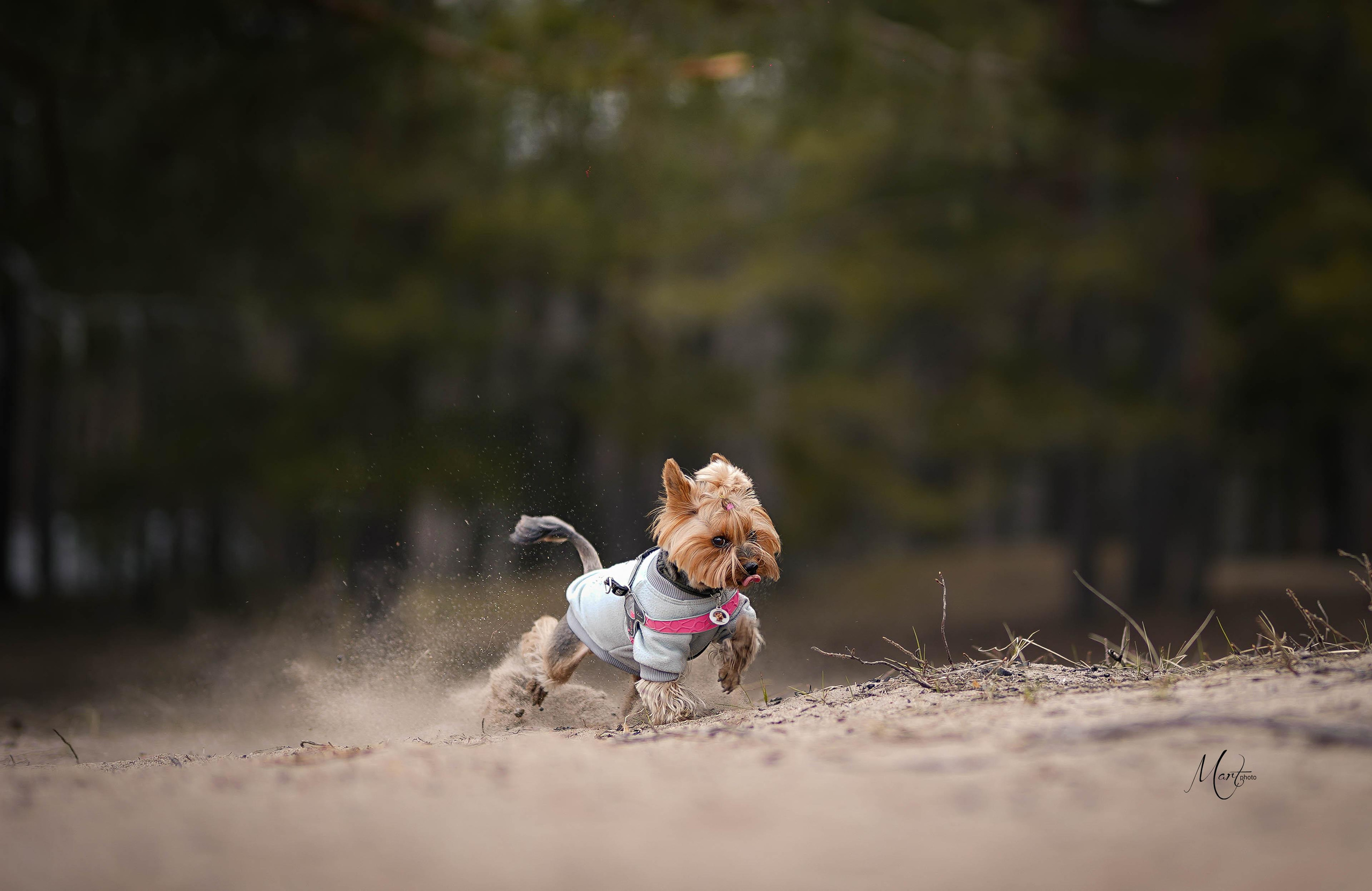 Эффи. Фотограф-анималист в Санкт-Петербурге Яна Мартынова