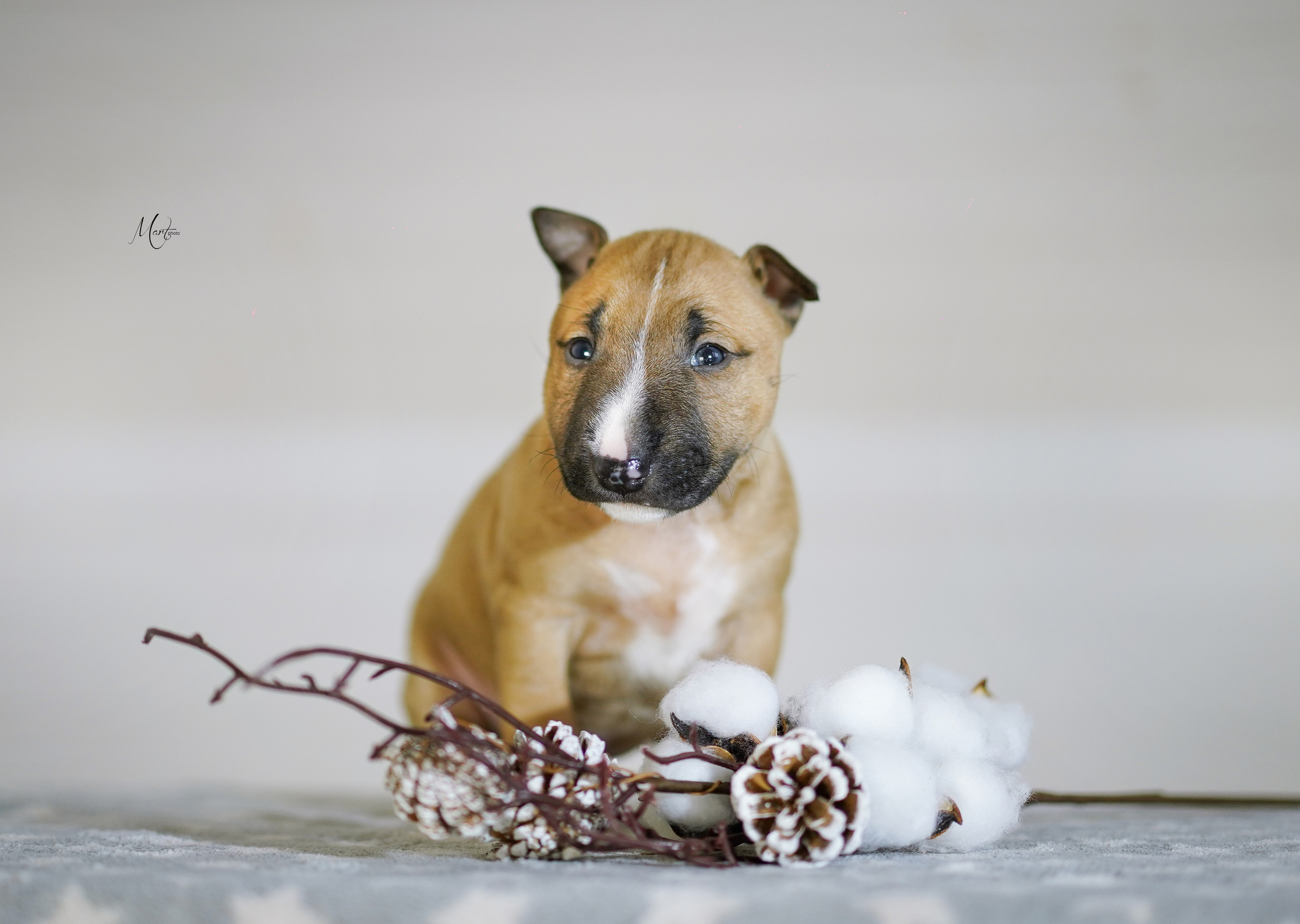 Щенки минибуля. Фотограф-анималист в Санкт-Петербурге Яна Мартынова