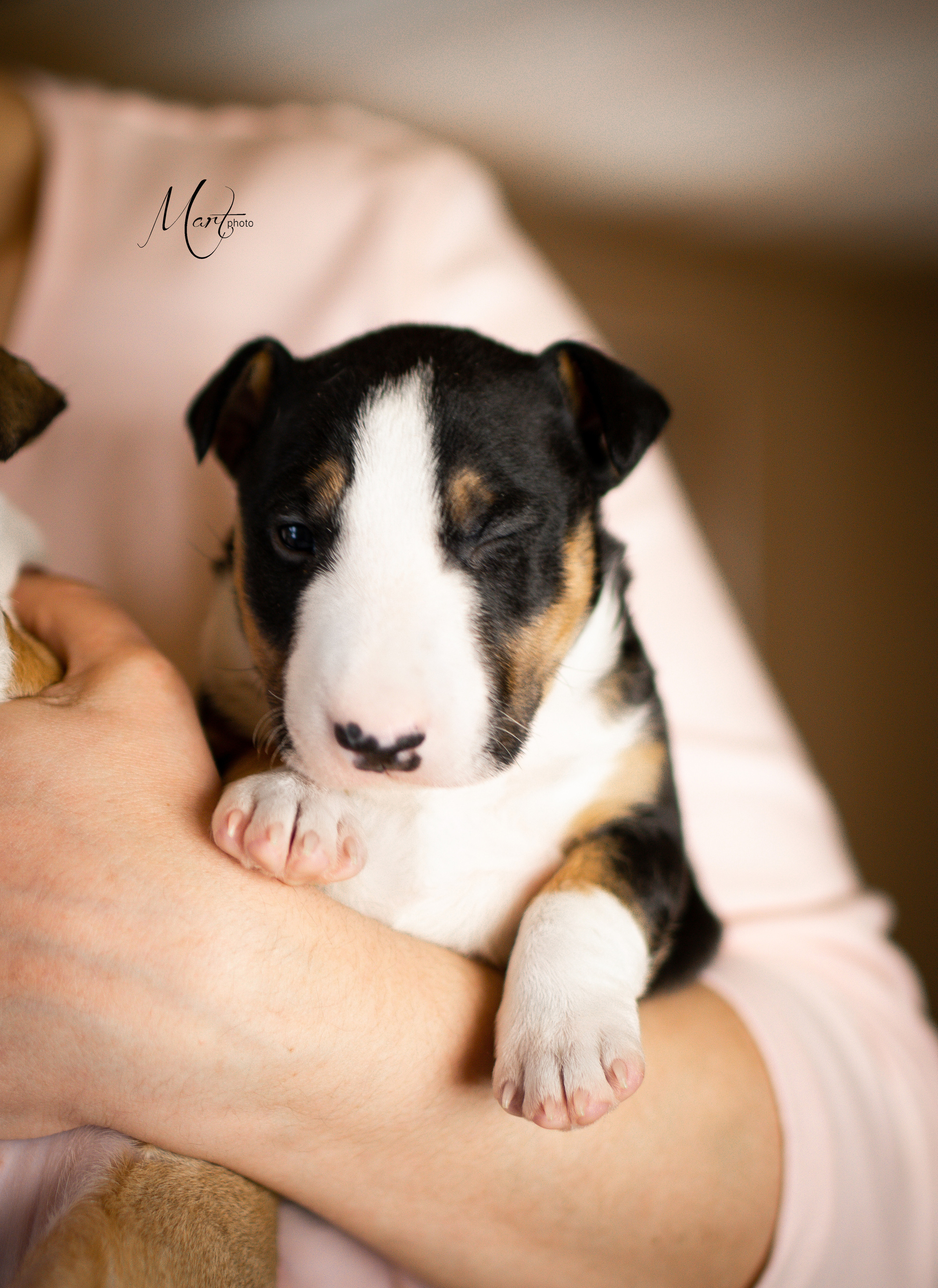 Щенки минибуля. Фотограф-анималист в Санкт-Петербурге Яна Мартынова