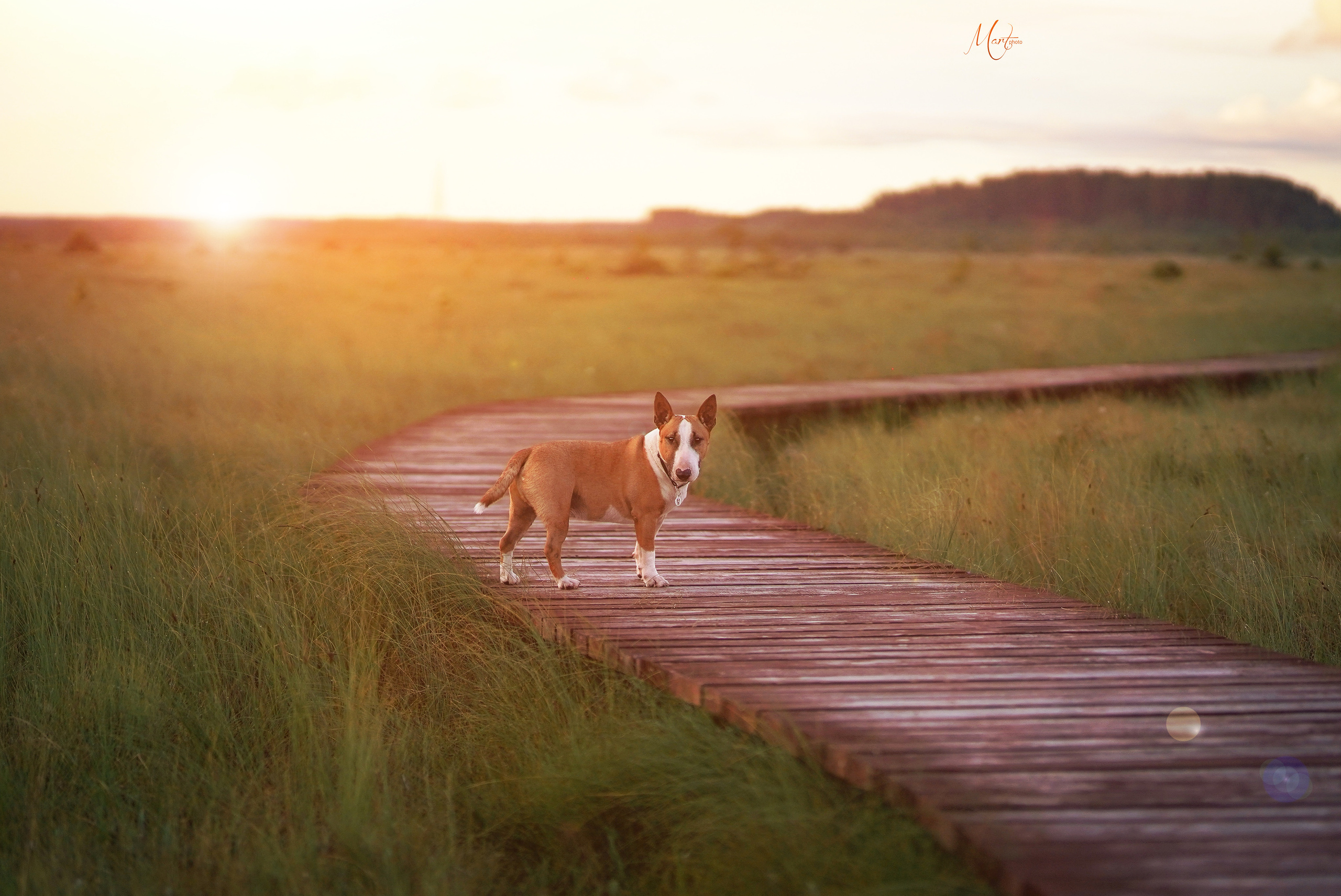 Сестрорецкое болото. Фотограф-анималист в Санкт-Петербурге Яна Мартынова