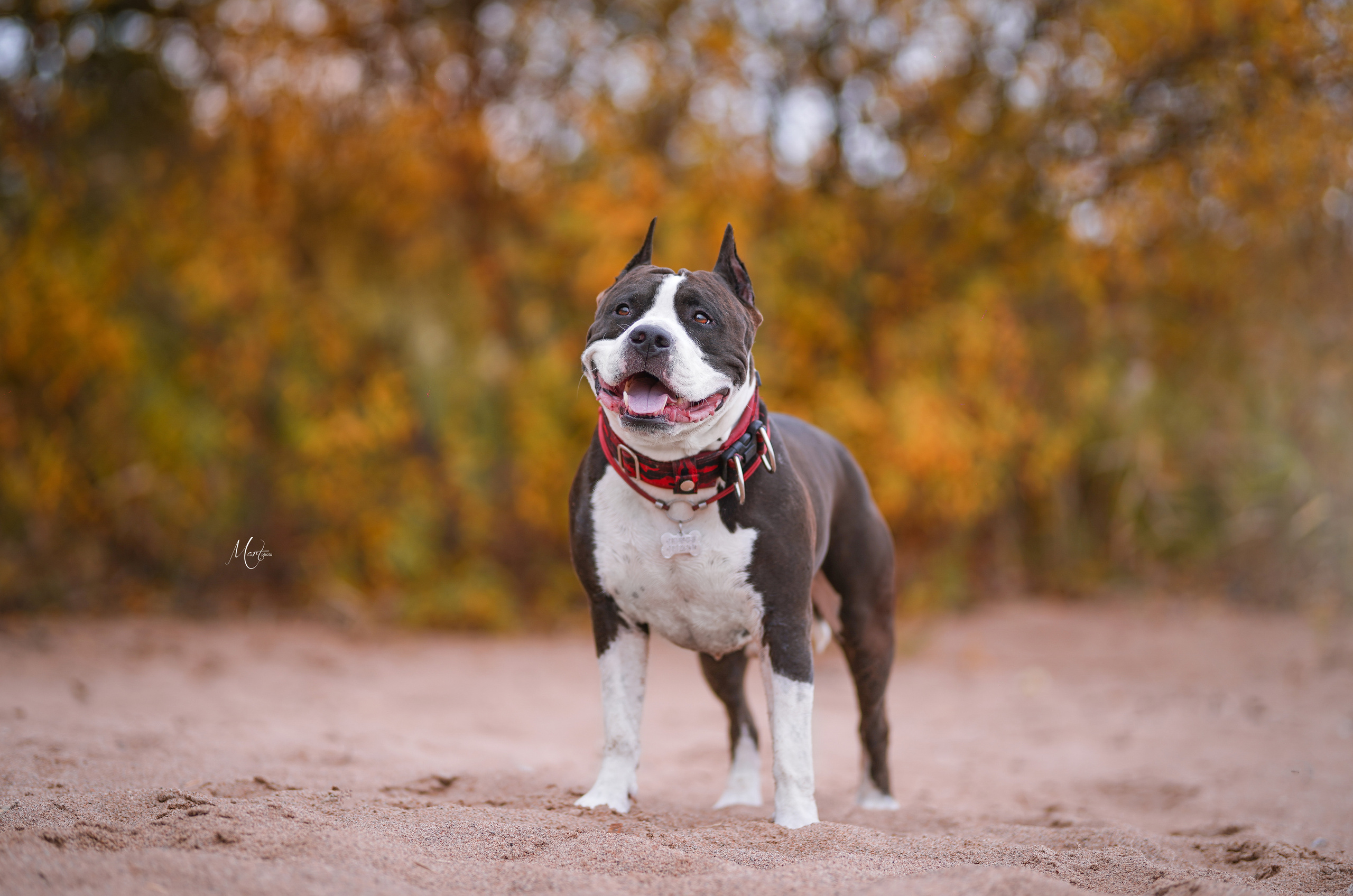 Яньчи на заливе. Фотограф-анималист в Санкт-Петербурге Яна Мартынова