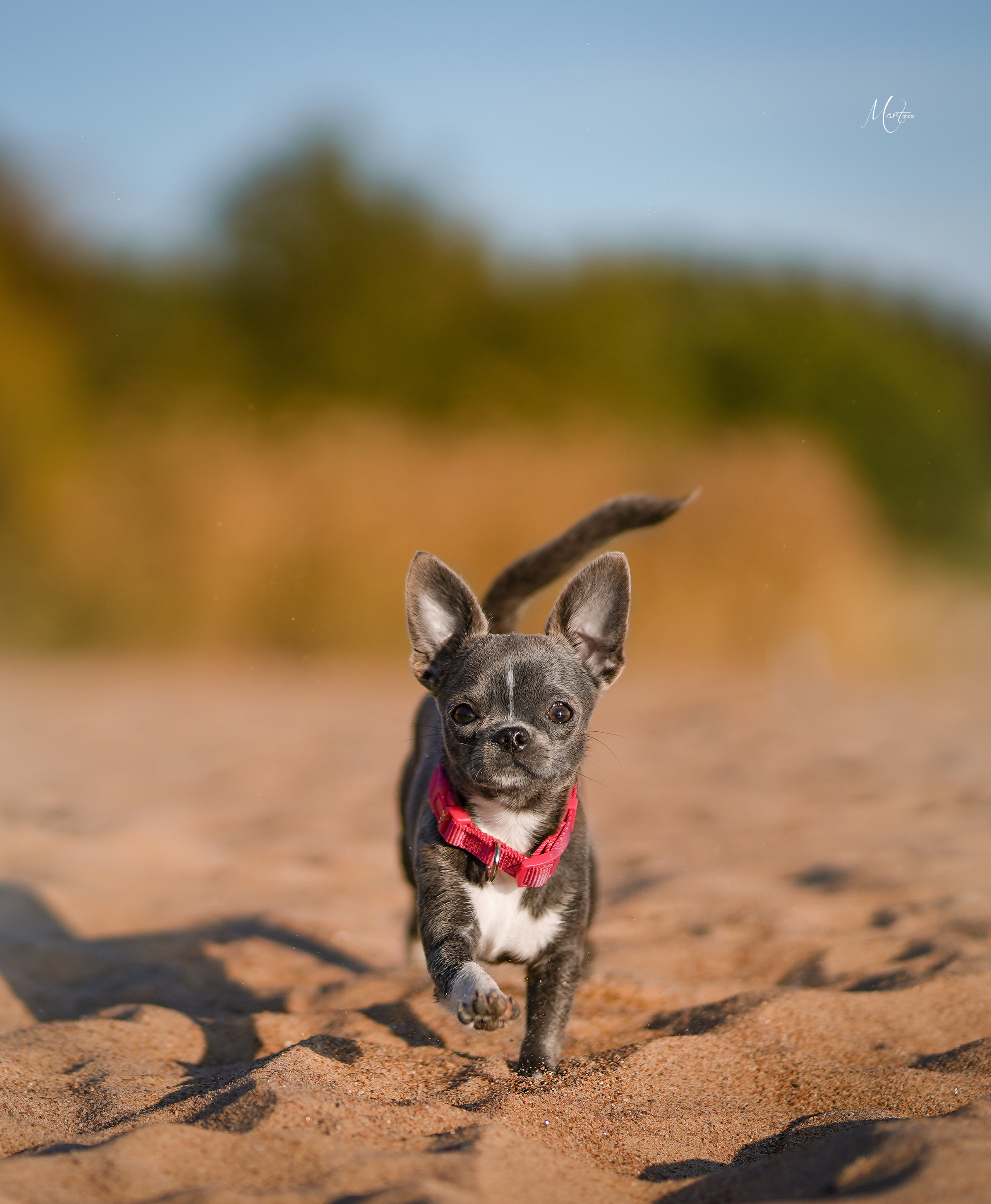 Кристина и банда чихов. Фотограф-анималист в Санкт-Петербурге Яна Мартынова