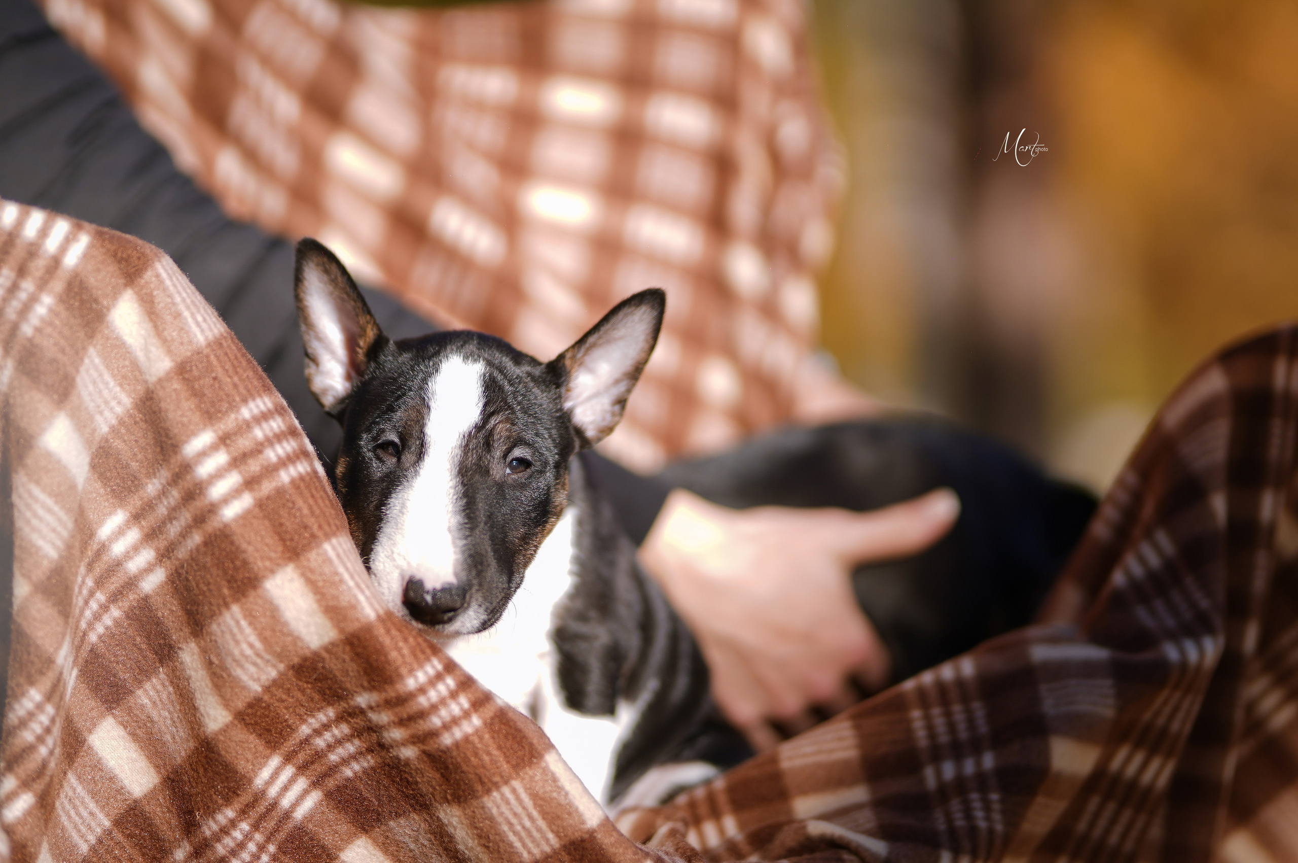 Щенки минибуля. Фотограф-анималист в Санкт-Петербурге Яна Мартынова