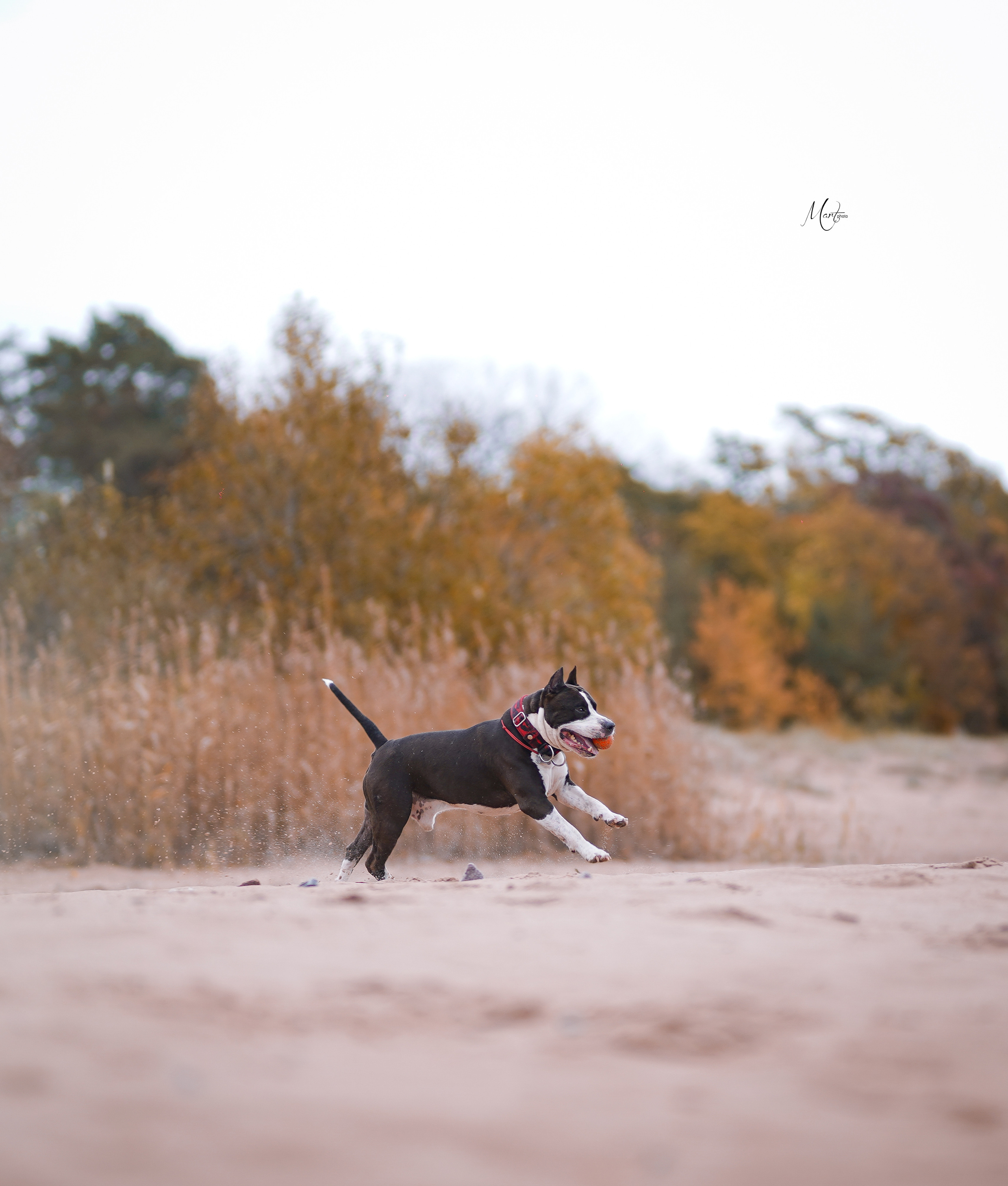 Яньчи на заливе. Фотограф-анималист в Санкт-Петербурге Яна Мартынова