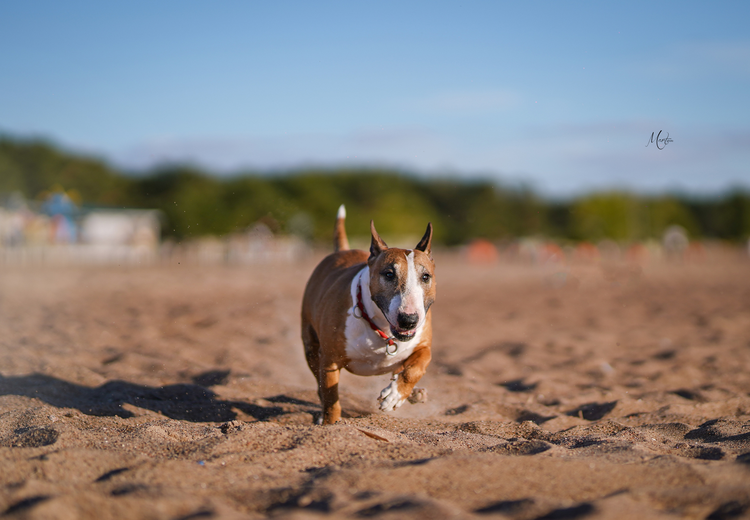 Моня, Оксана и Таисия. Фотограф-анималист в Санкт-Петербурге Яна Мартынова