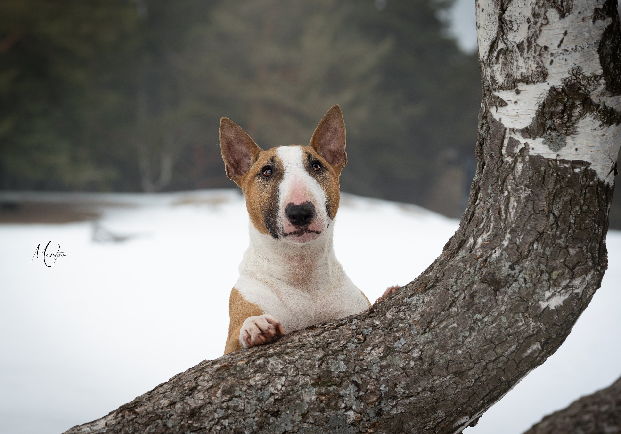 Пляж Финского залива в марте. Фотограф-анималист в Санкт-Петербурге Яна Мартынова