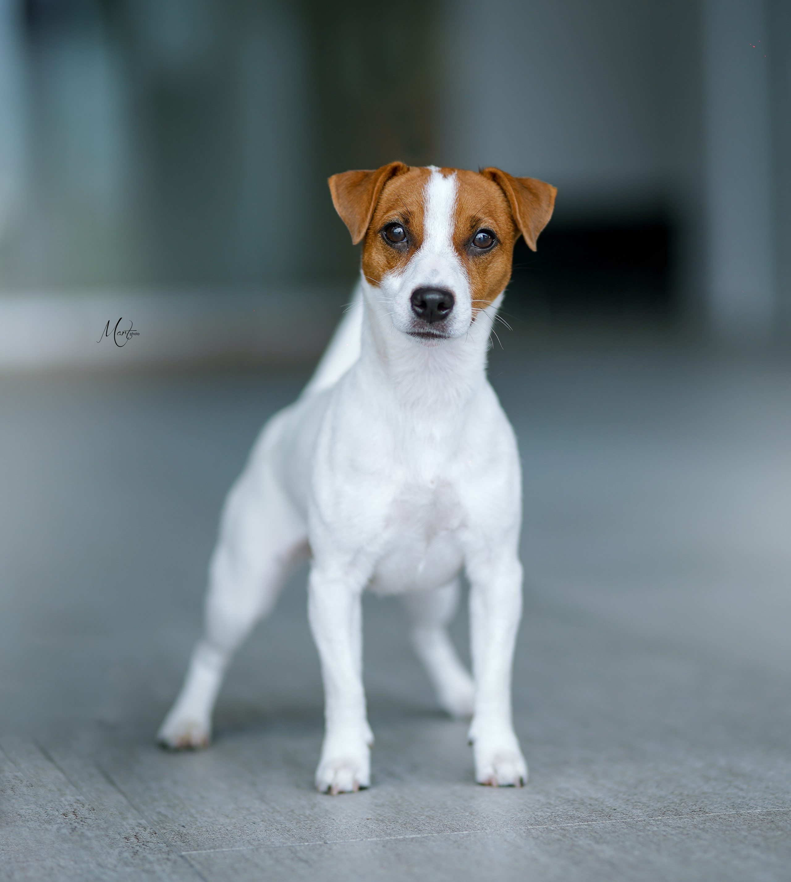 Экстерьерная съемка 2022. Фотограф-анималист в Санкт-Петербурге Яна Мартынова