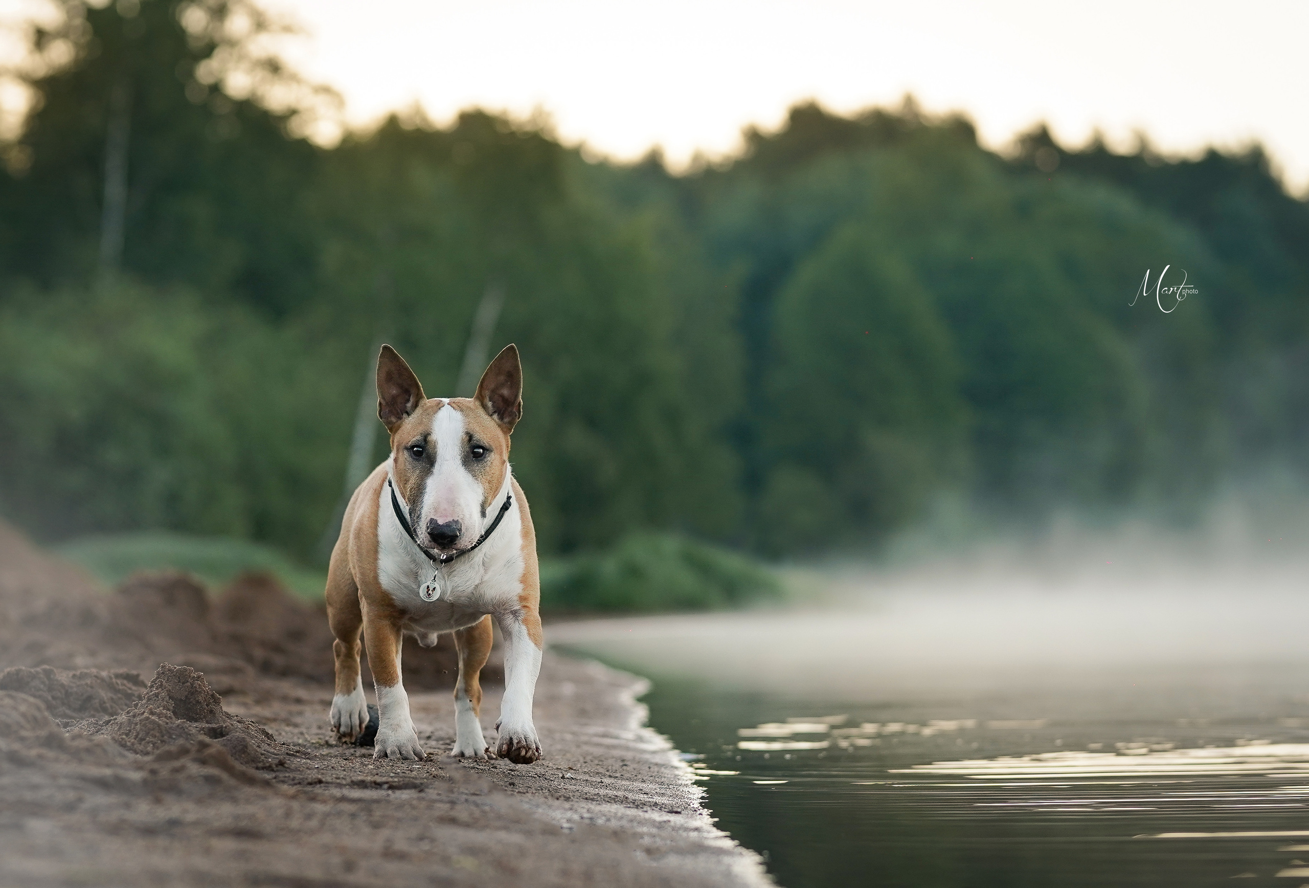 Лемболовское озеро. Фотограф-анималист в Санкт-Петербурге Яна Мартынова