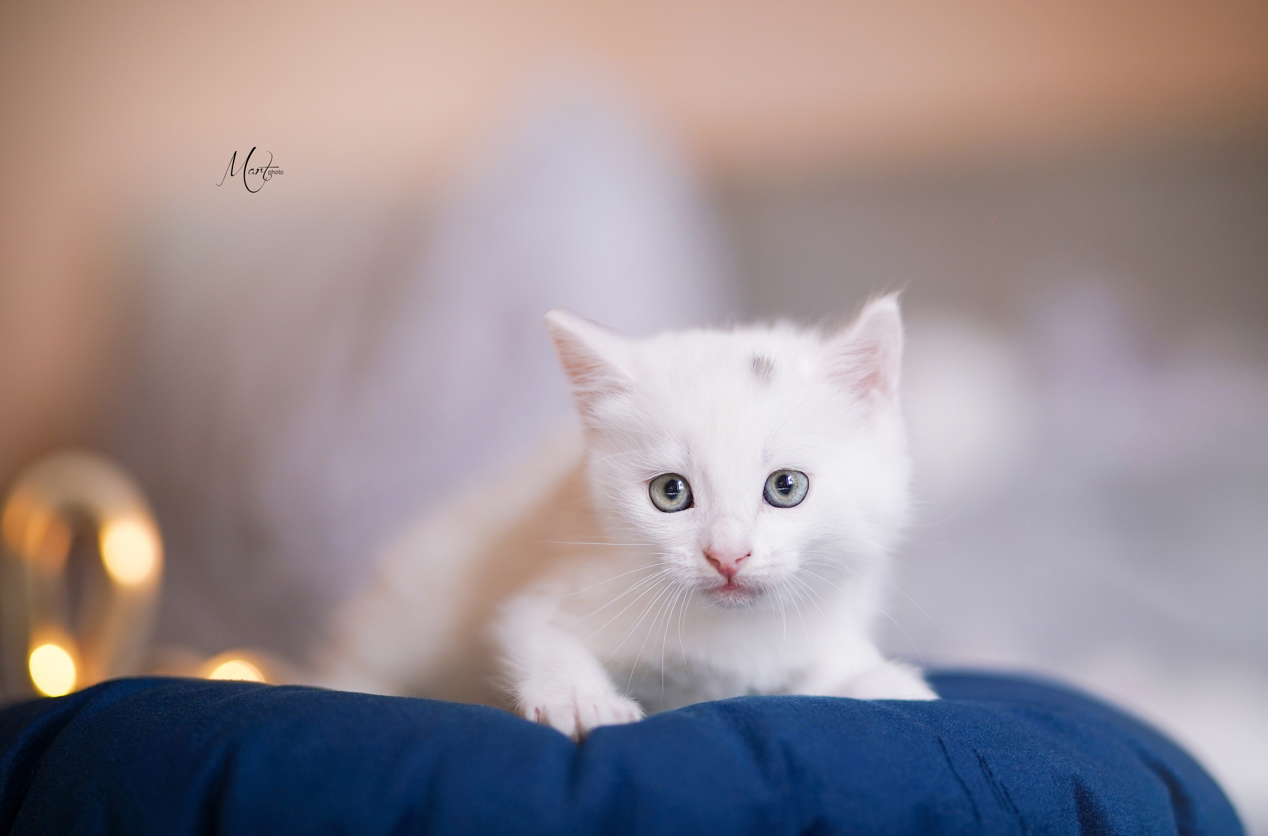 Котята. Фотограф-анималист в Санкт-Петербурге Яна Мартынова