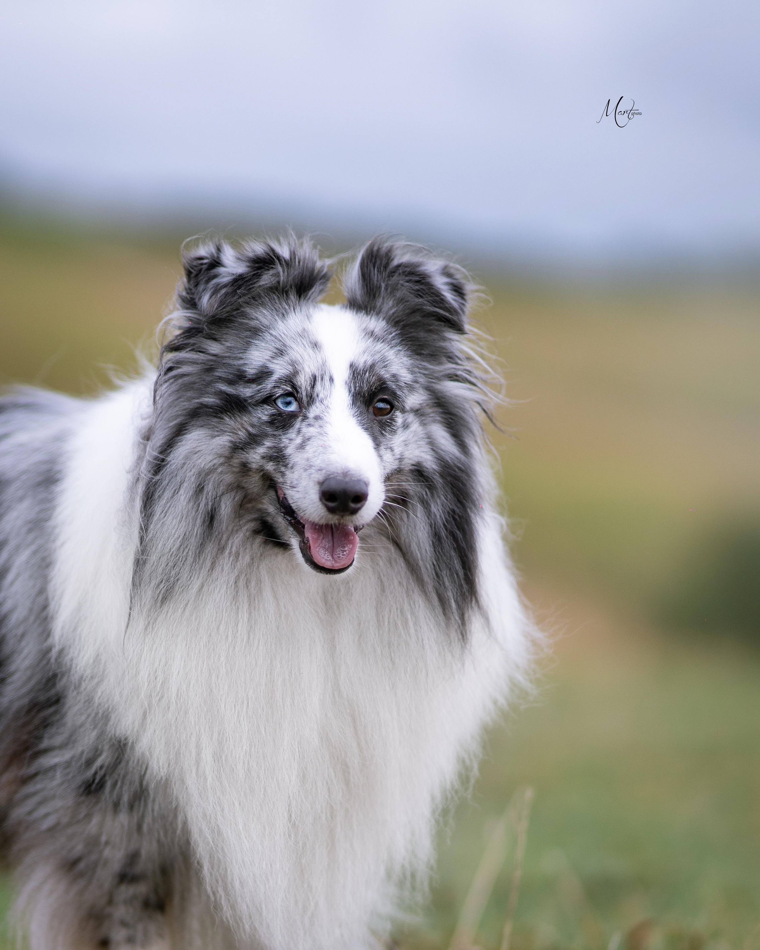Услуги. Фотограф-анималист в Санкт-Петербурге Яна Мартынова
