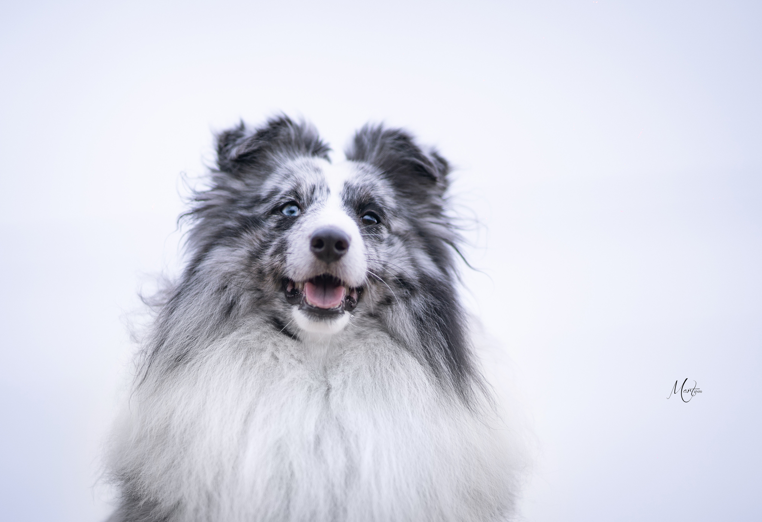 Услуги. Фотограф-анималист в Санкт-Петербурге Яна Мартынова