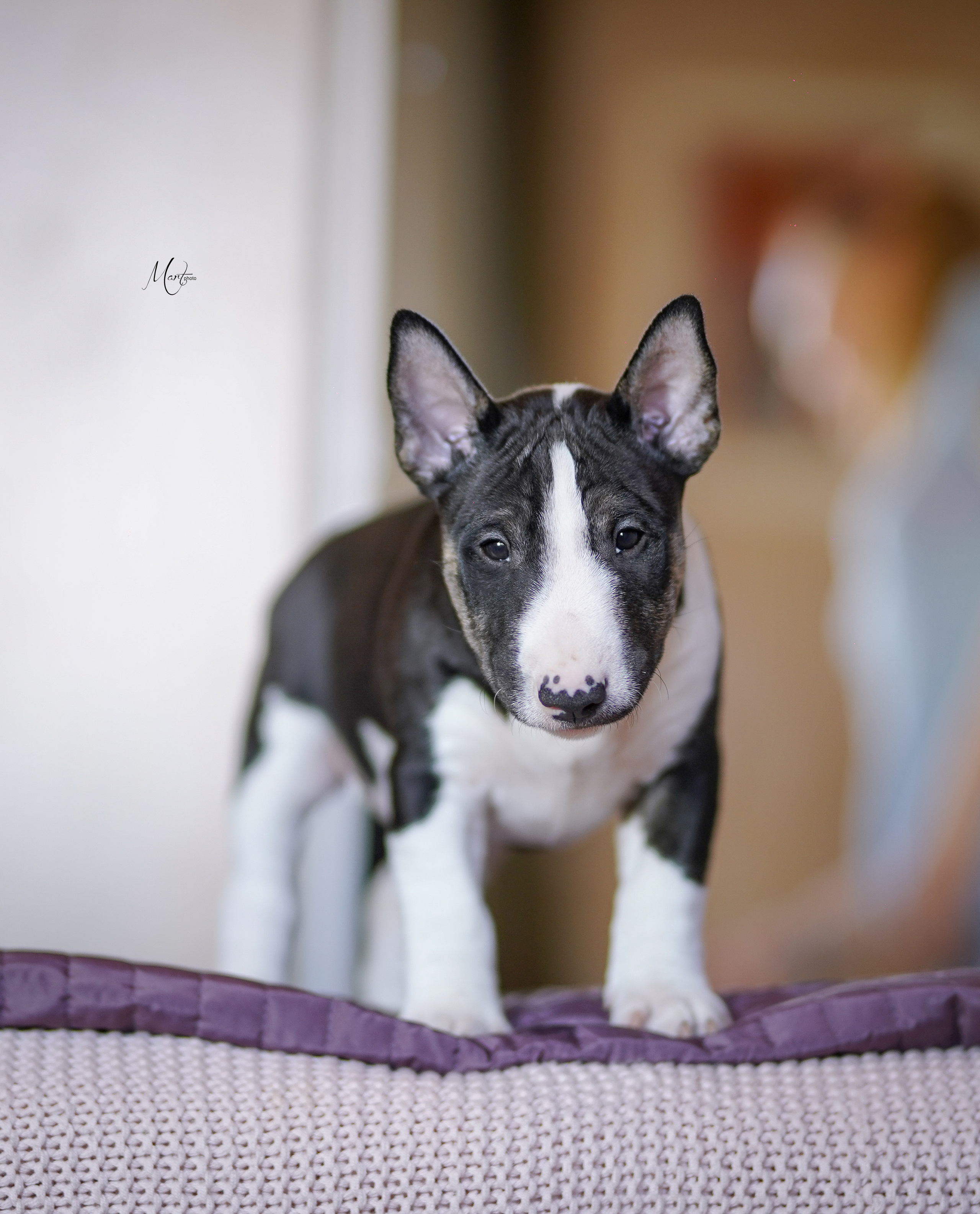 Щенки минибуля. Фотограф-анималист в Санкт-Петербурге Яна Мартынова