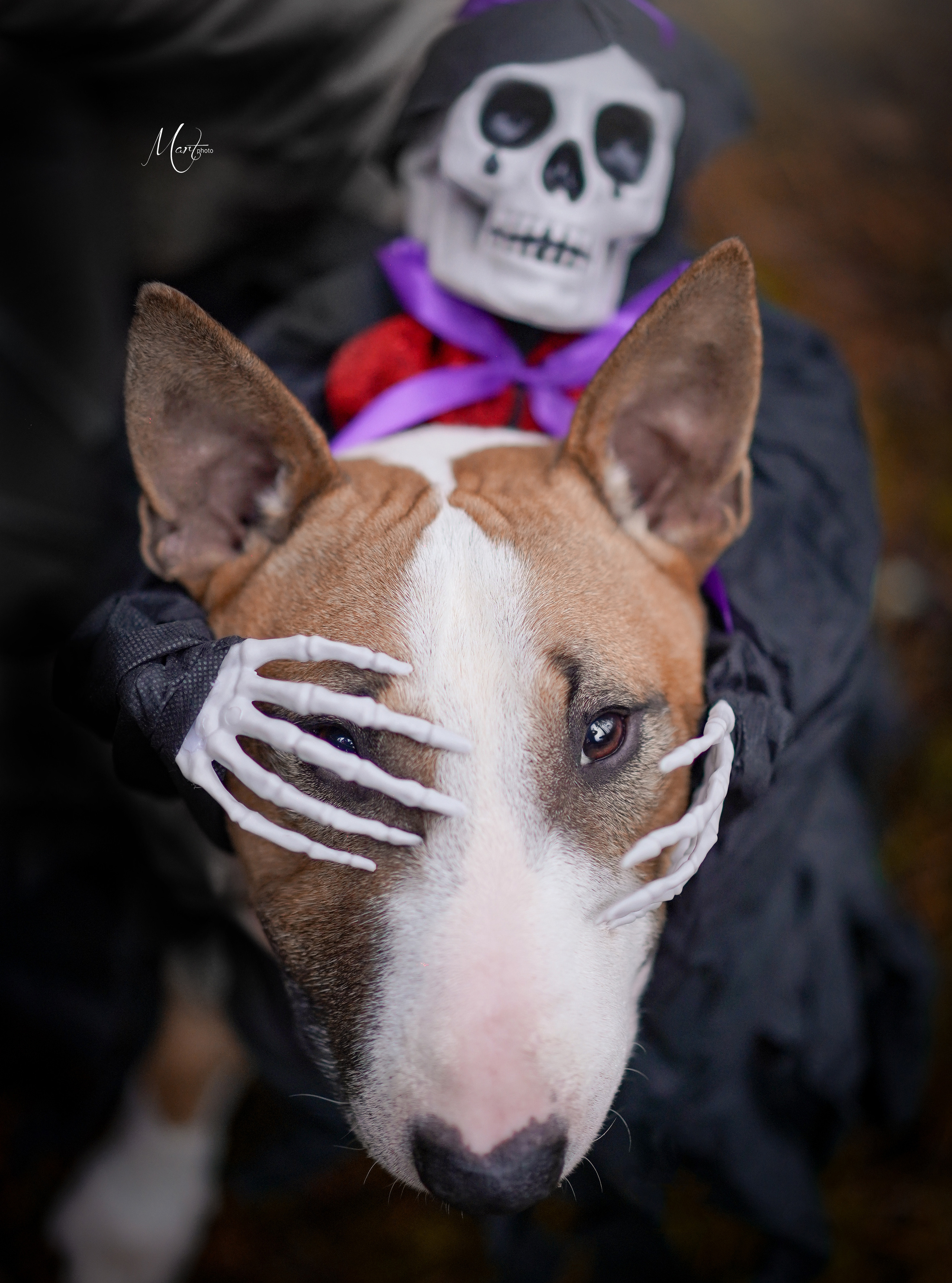 Хеллоуин 22. Фотограф-анималист в Санкт-Петербурге Яна Мартынова