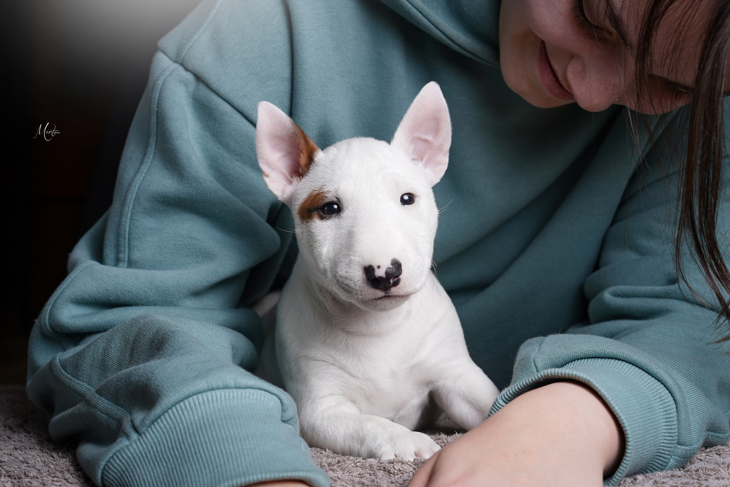 Щенки минибуля. Фотограф-анималист в Санкт-Петербурге Яна Мартынова