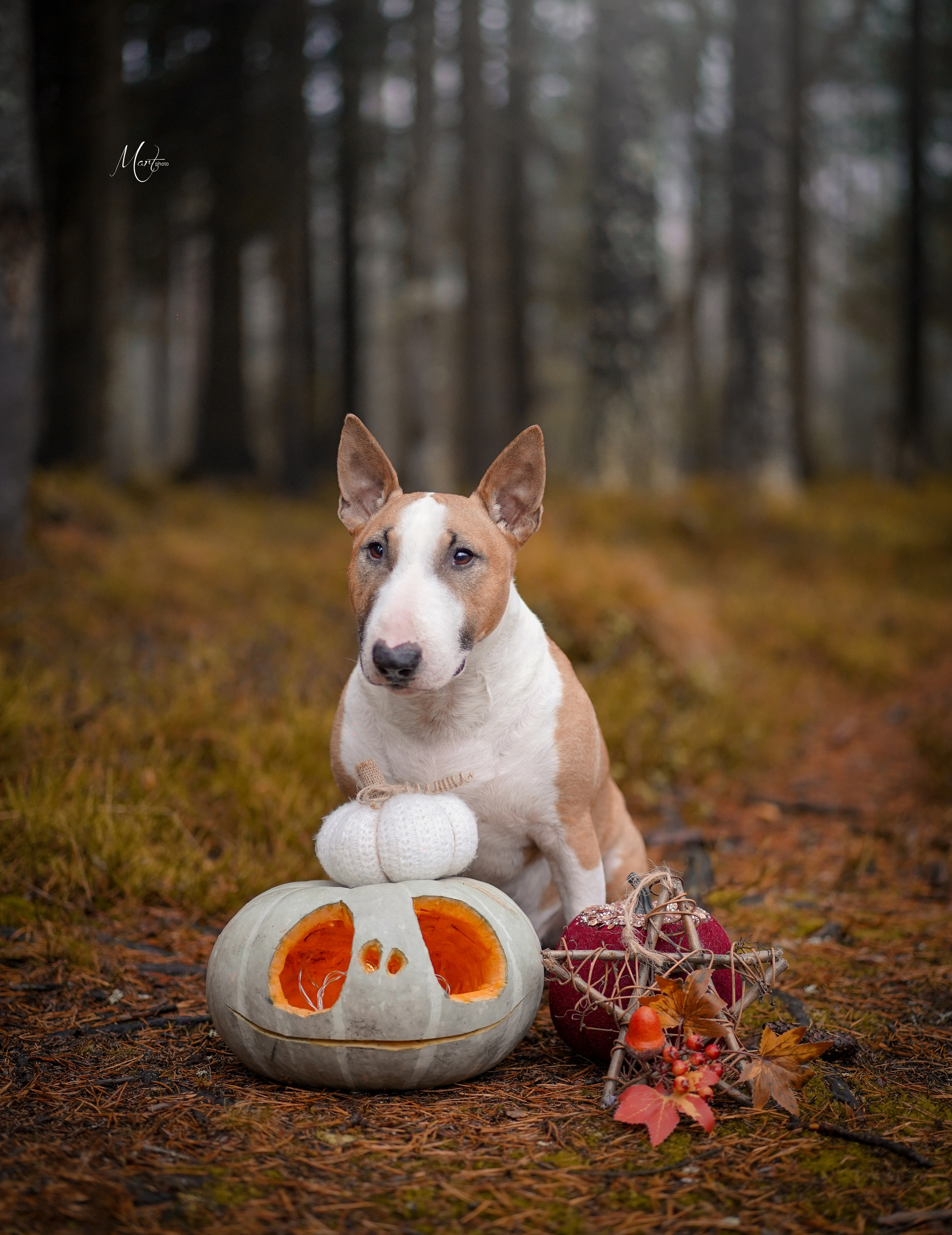 Хеллоуин 22. Фотограф-анималист в Санкт-Петербурге Яна Мартынова