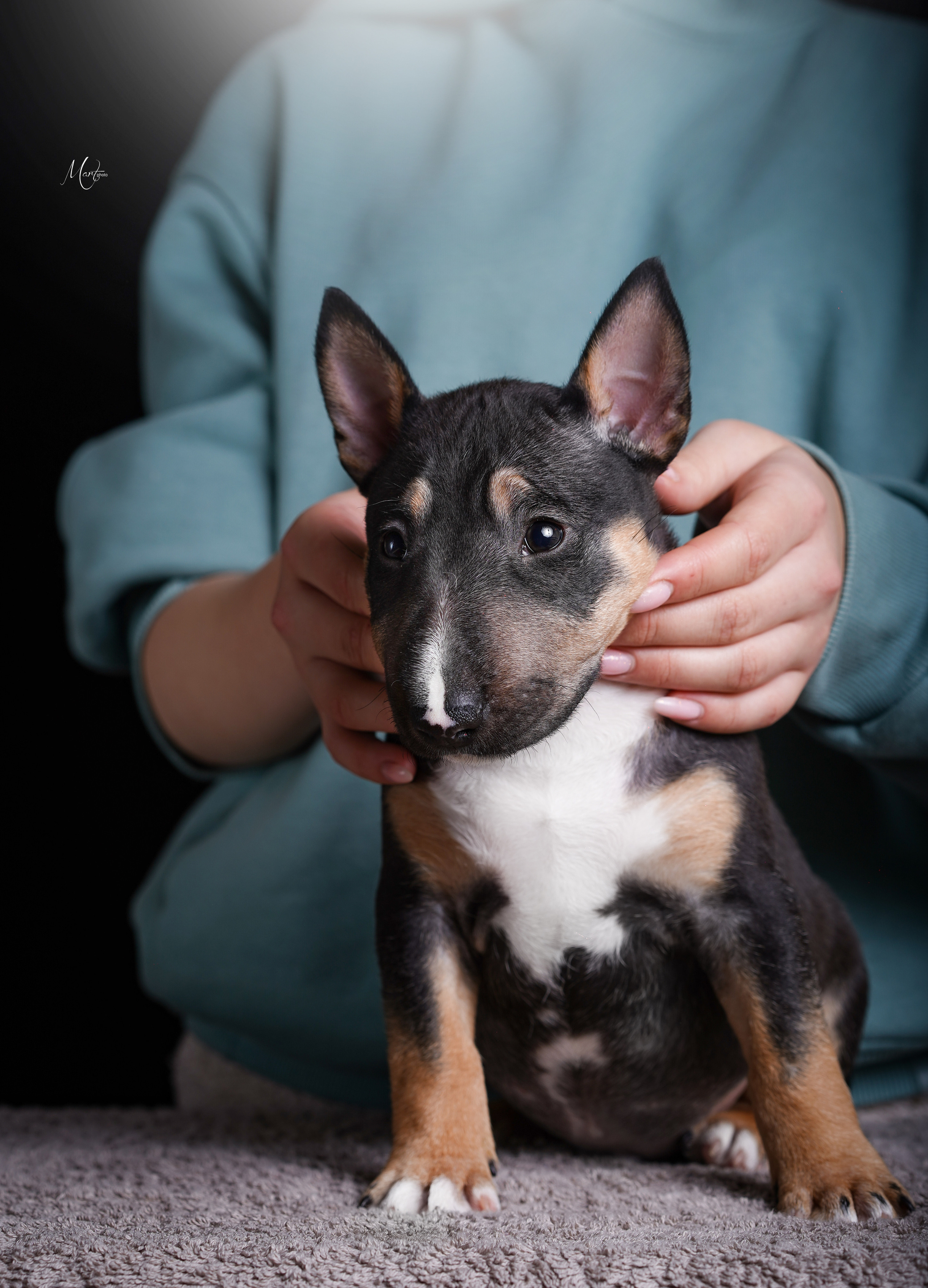 Щенки минибуля. Фотограф-анималист в Санкт-Петербурге Яна Мартынова