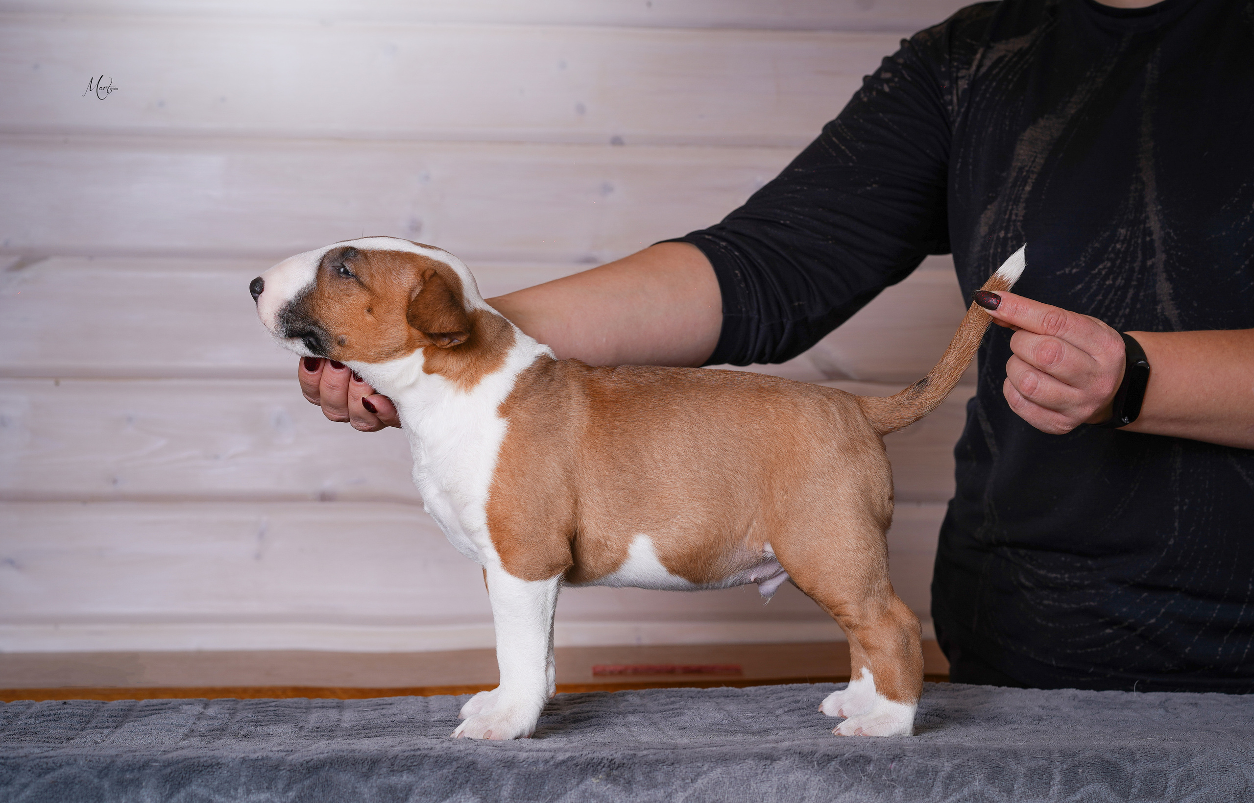 Щенки бультерьера. Фотограф-анималист в Санкт-Петербурге Яна Мартынова