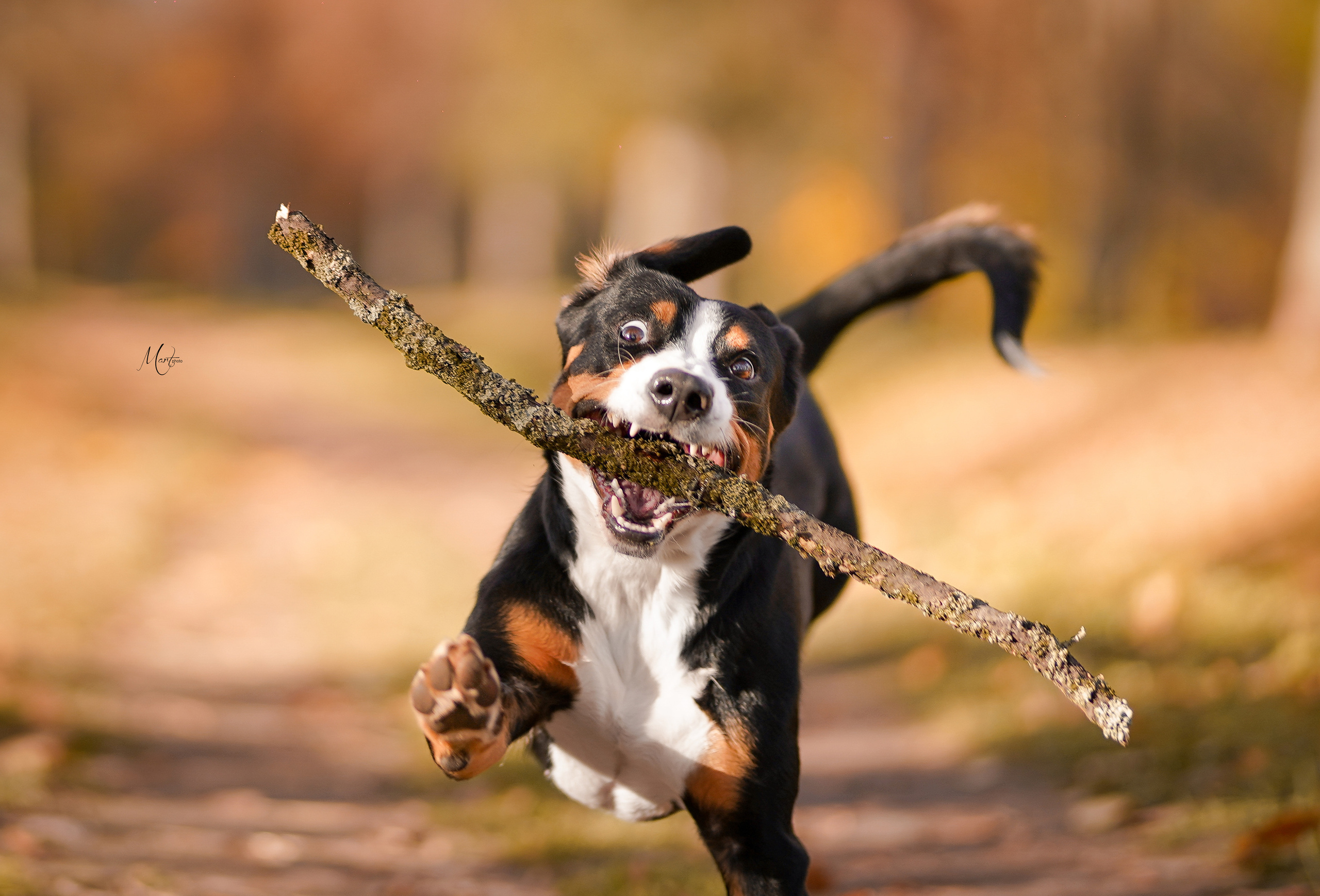 Ксения и Ванда. Фотограф-анималист в Санкт-Петербурге Яна Мартынова