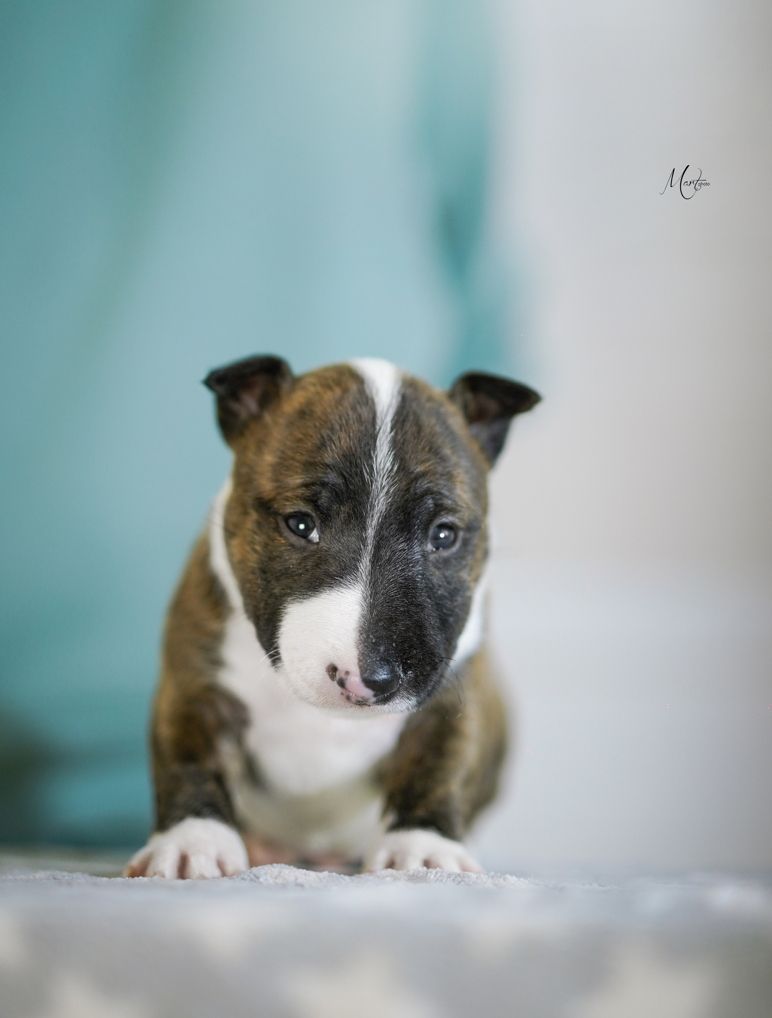 Щенки минибуля. Фотограф-анималист в Санкт-Петербурге Яна Мартынова