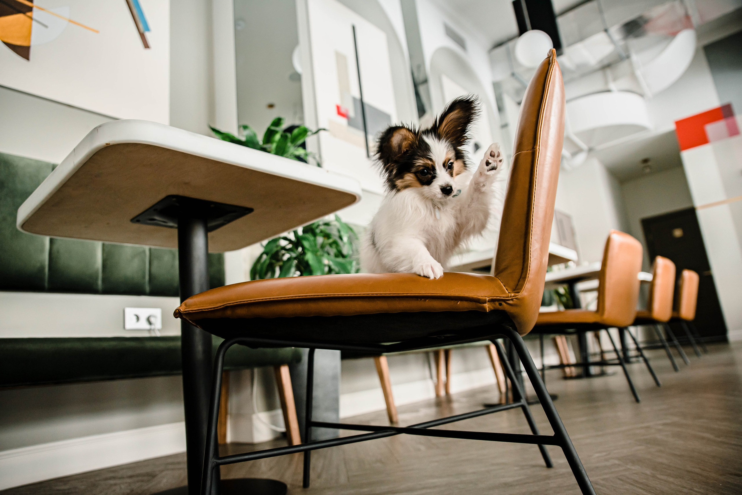 Настя, Света и Папийон Луней. Главная