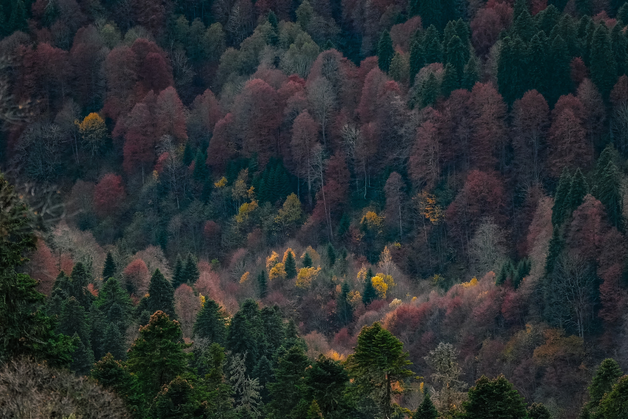 Роза Хутор ✽ Ноябрь. Репортажный фотограф | Роза Хутор Красная Поляна Сочи Сириус