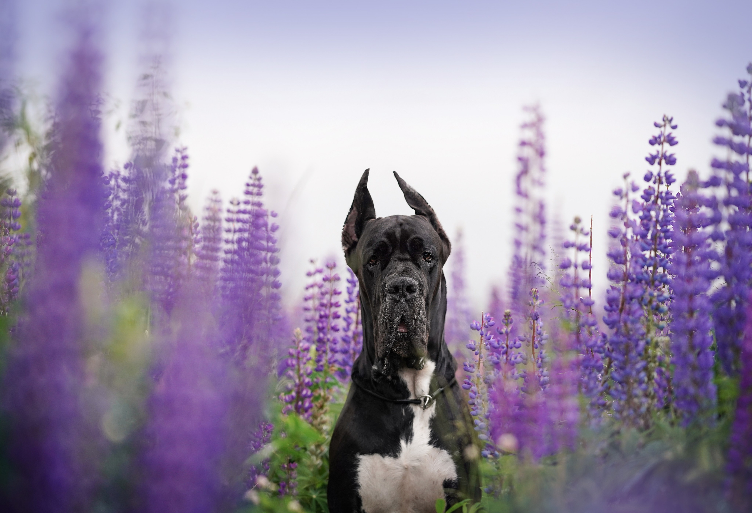 Вика и Трофей люпины. Фотограф-анималист в Санкт-Петербурге Яна Мартынова