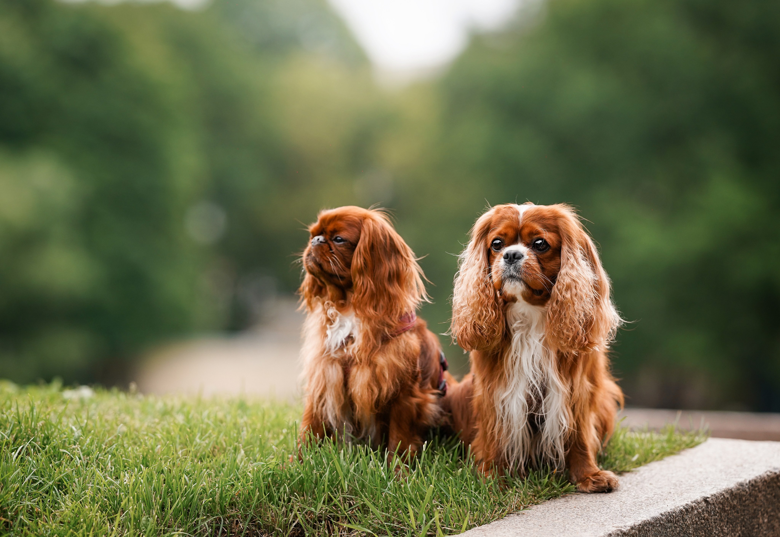 Юля Володя Гарри и Верон. Фотограф-анималист в Санкт-Петербурге Яна Мартынова