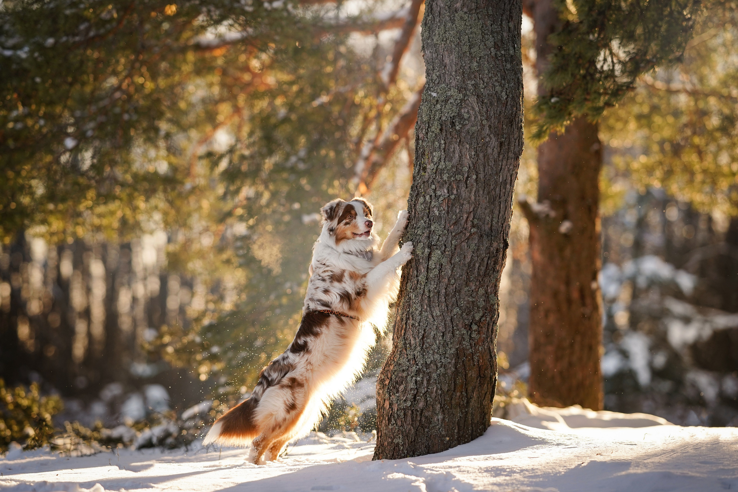 Панда март. Фотограф-анималист в Санкт-Петербурге Яна Мартынова