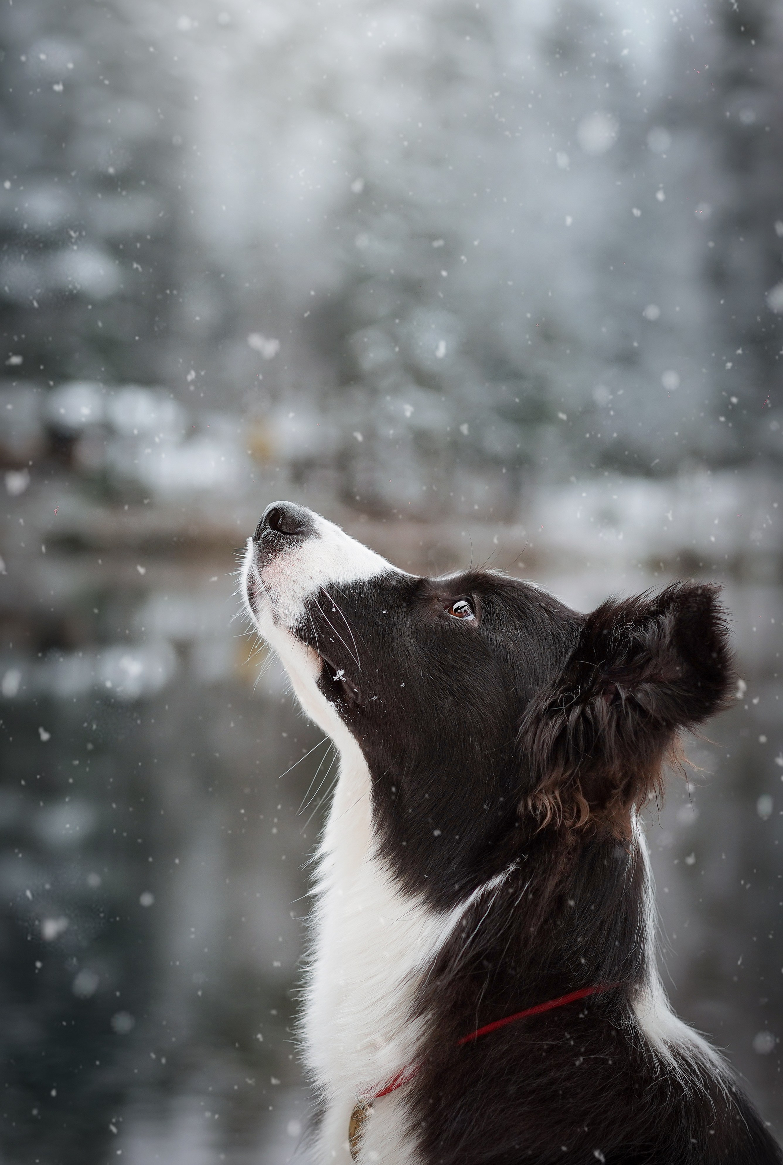 Юлия и Груша. Фотограф-анималист в Санкт-Петербурге Яна Мартынова