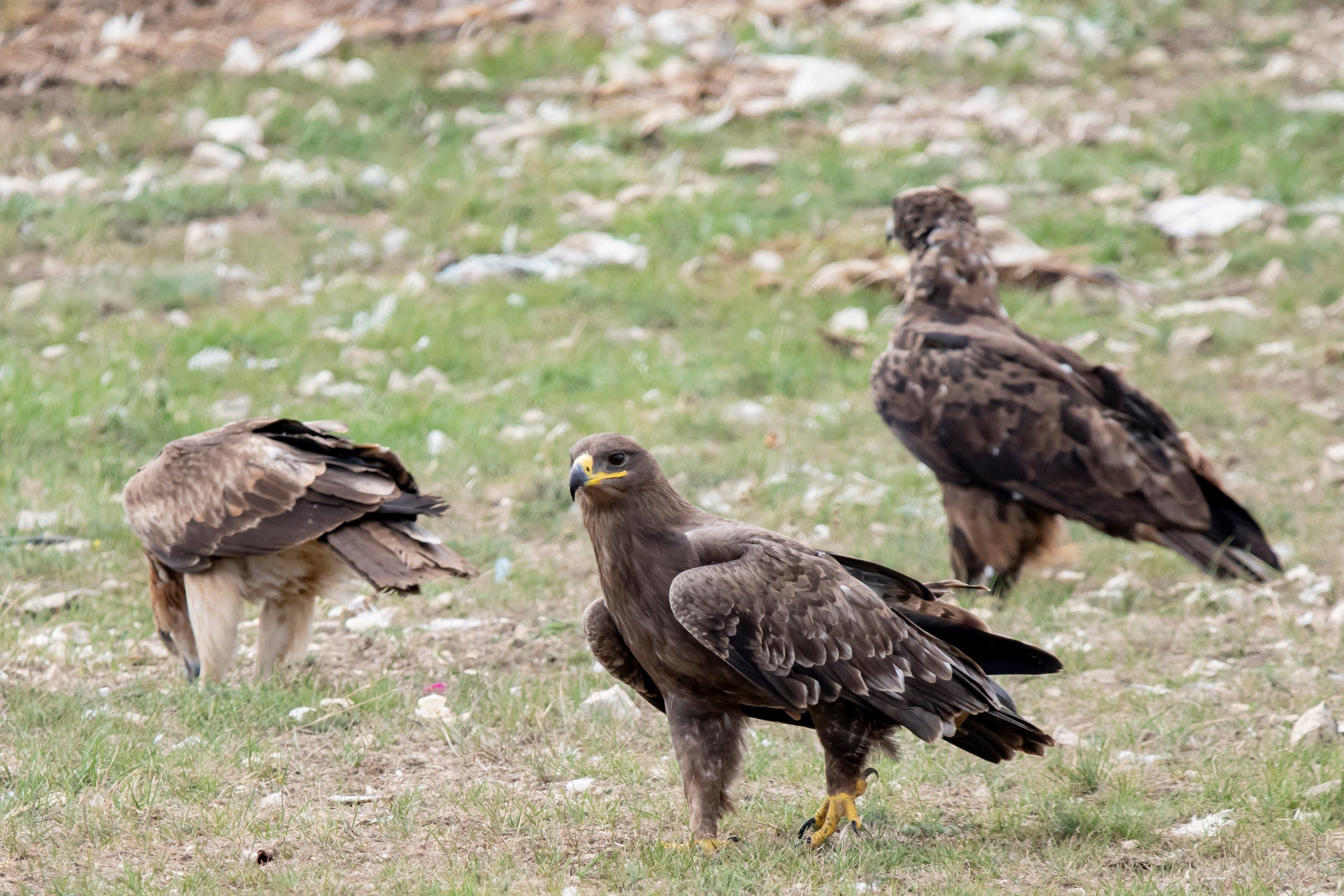 Природа Дагестана, сентябрь 2024. Foto-Zuev фотография как искусство
