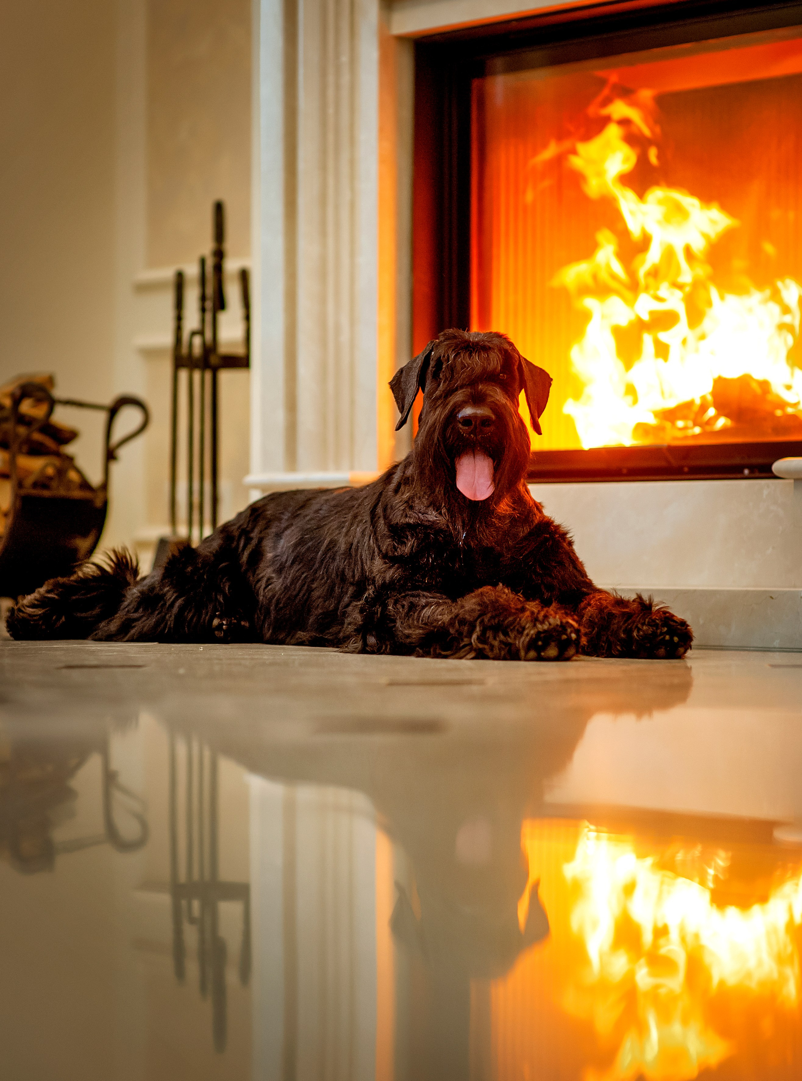 Собаки. Портретная и свадебная фотосъемка. Москва и область