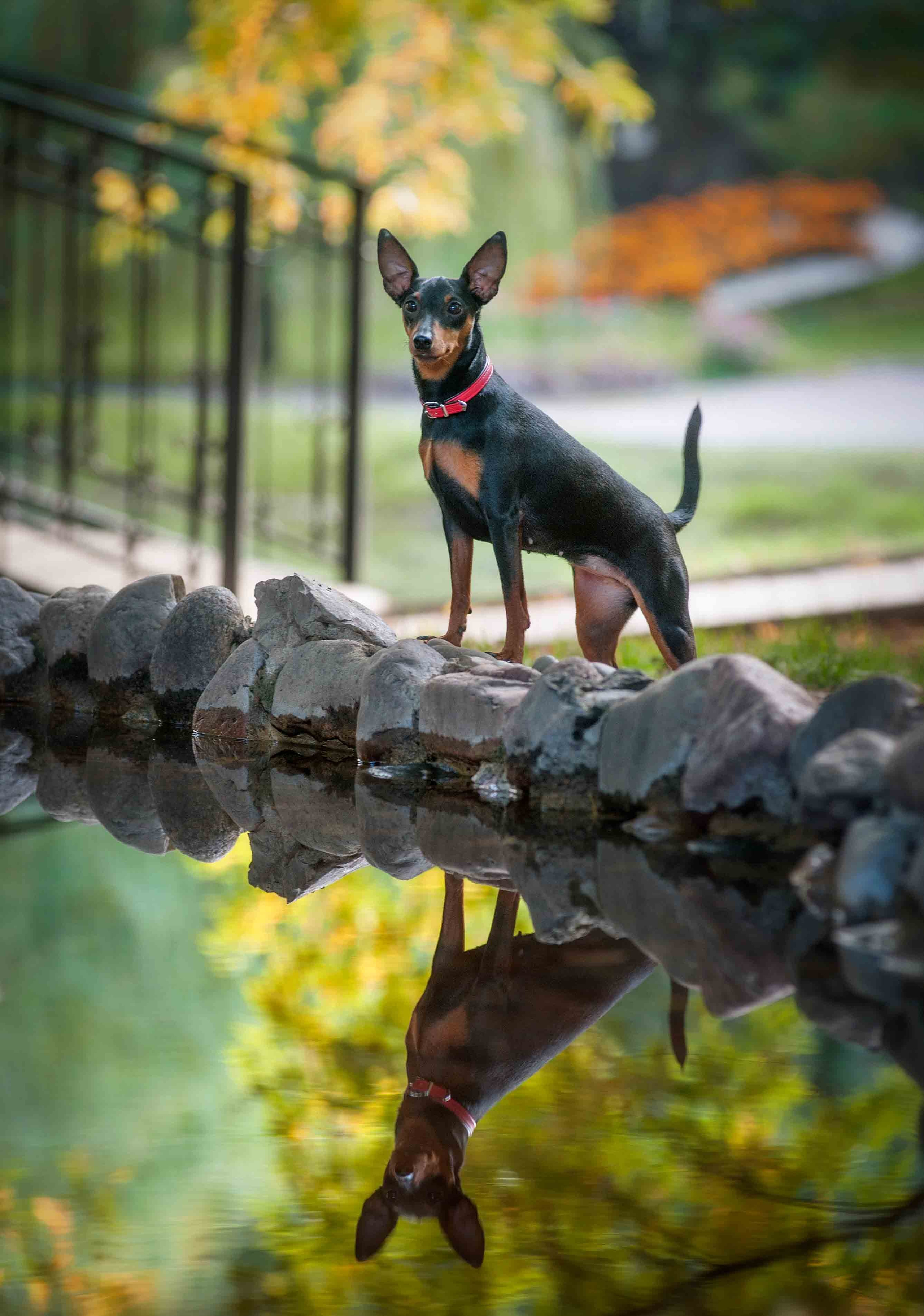 Собаки. Портретная и свадебная фотосъемка. Москва и область