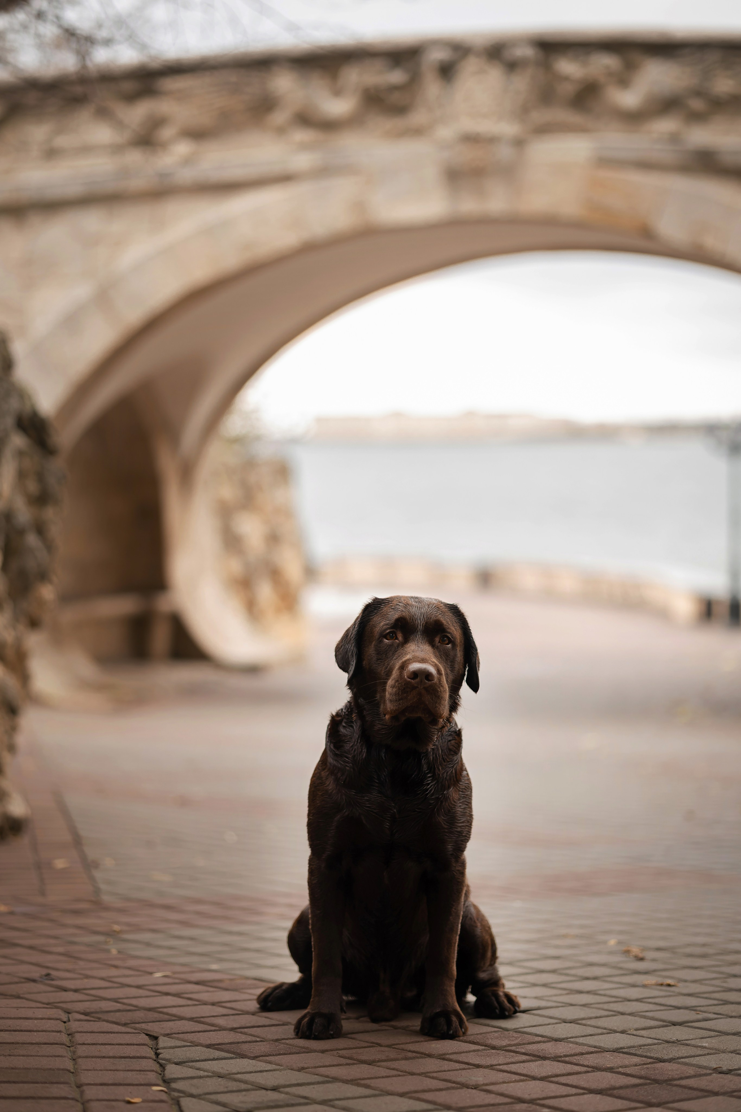 Фотосессия в центре Севастополя. Фотограф-анималист в Краснодаре Маша Мельникова