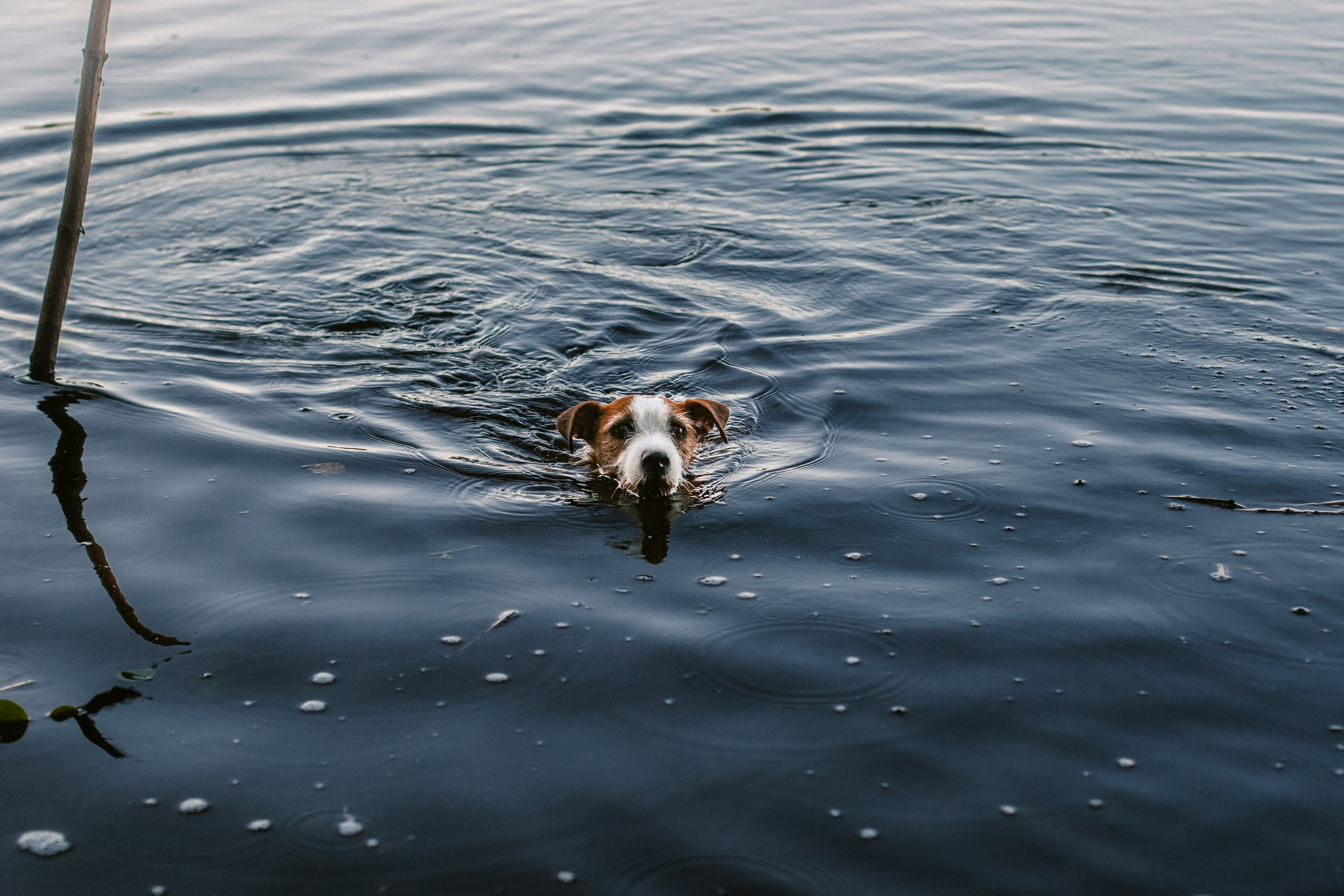 Фотопрогулка в Ленобласти. Фотограф-анималист Татьяна Степанова