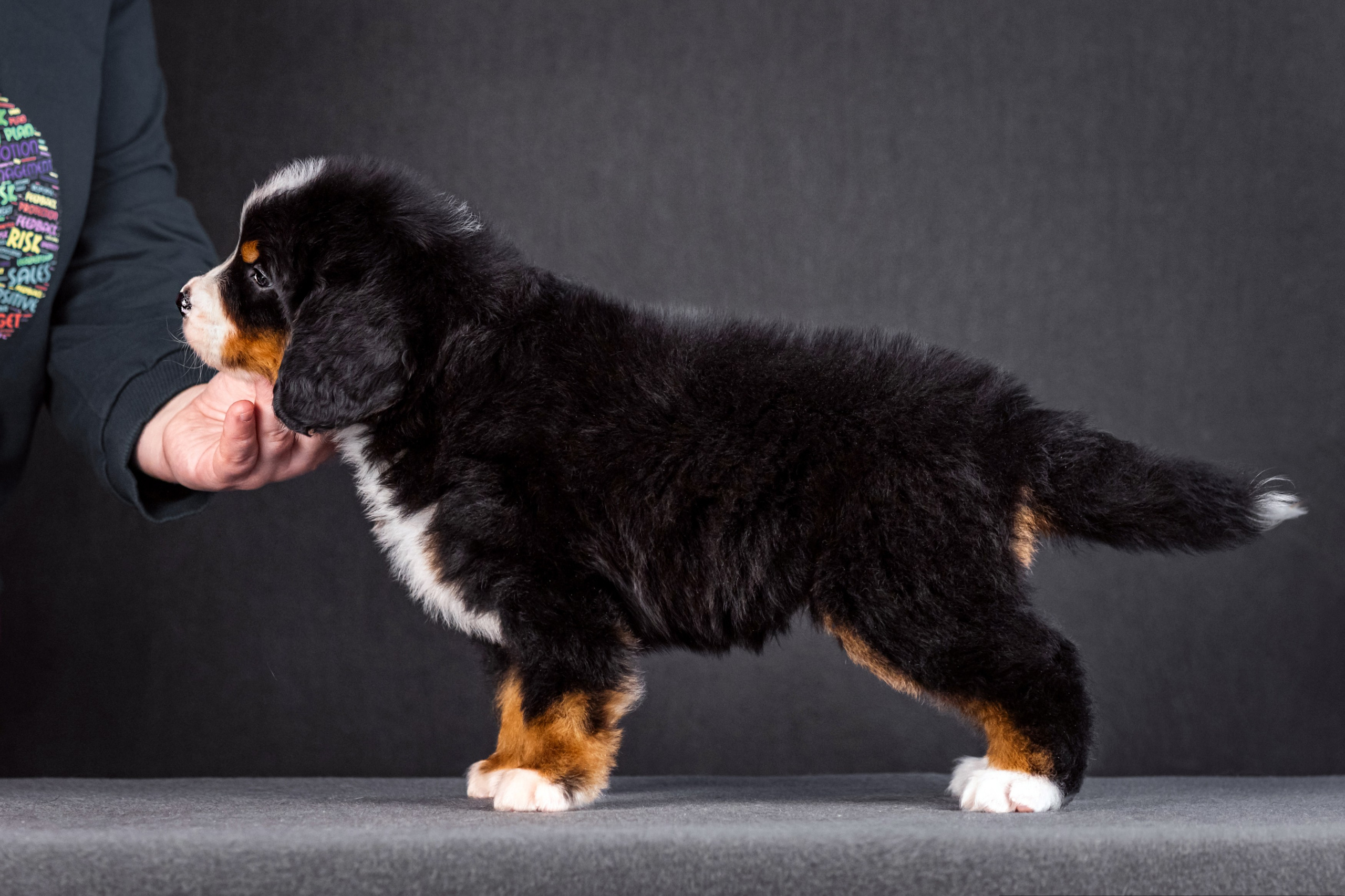 Берны. Фотограф анималист Аня Ливанова | Рыбинск