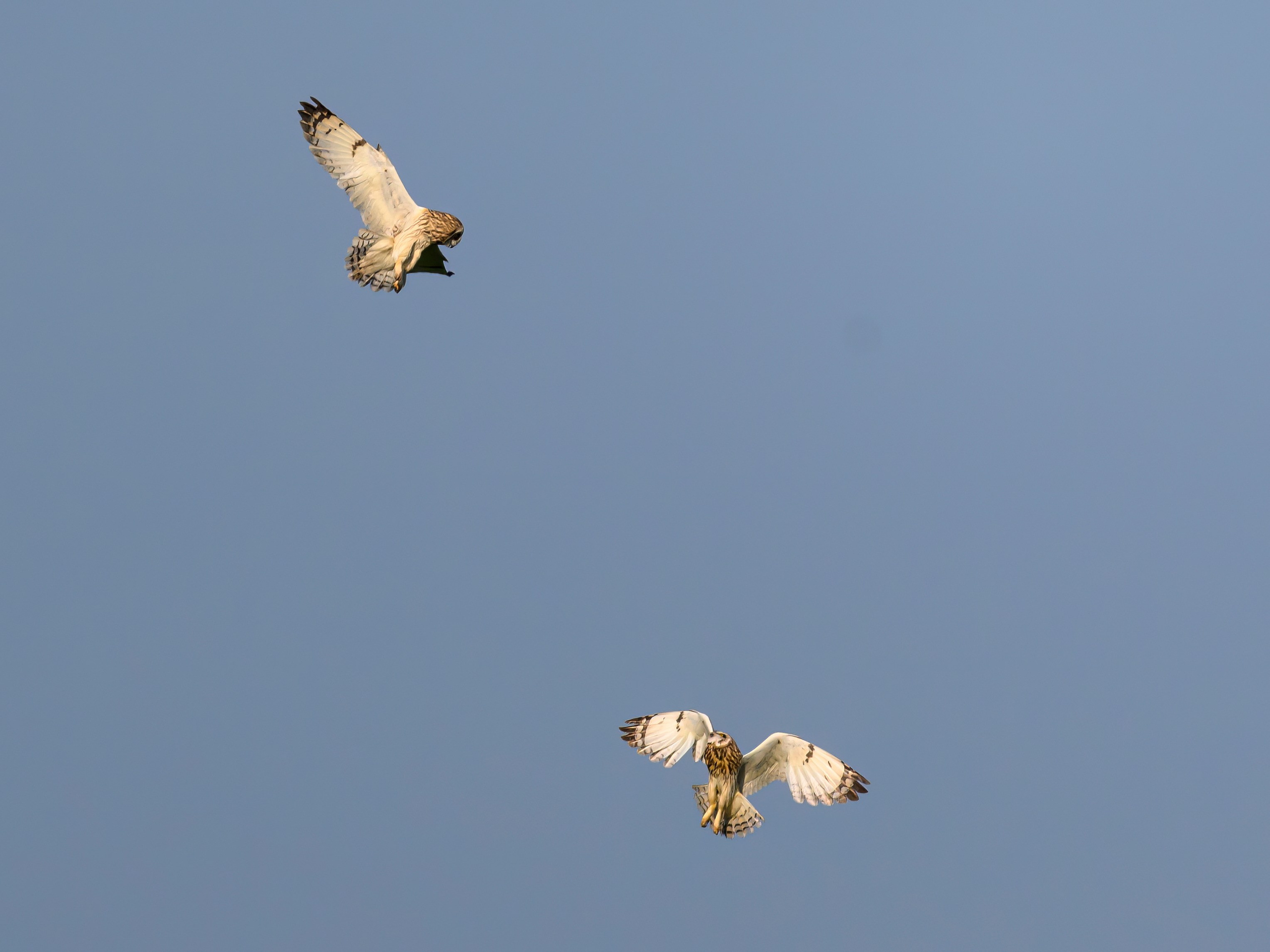 Совы делят территорию. Фотограф Сергей Пупонин