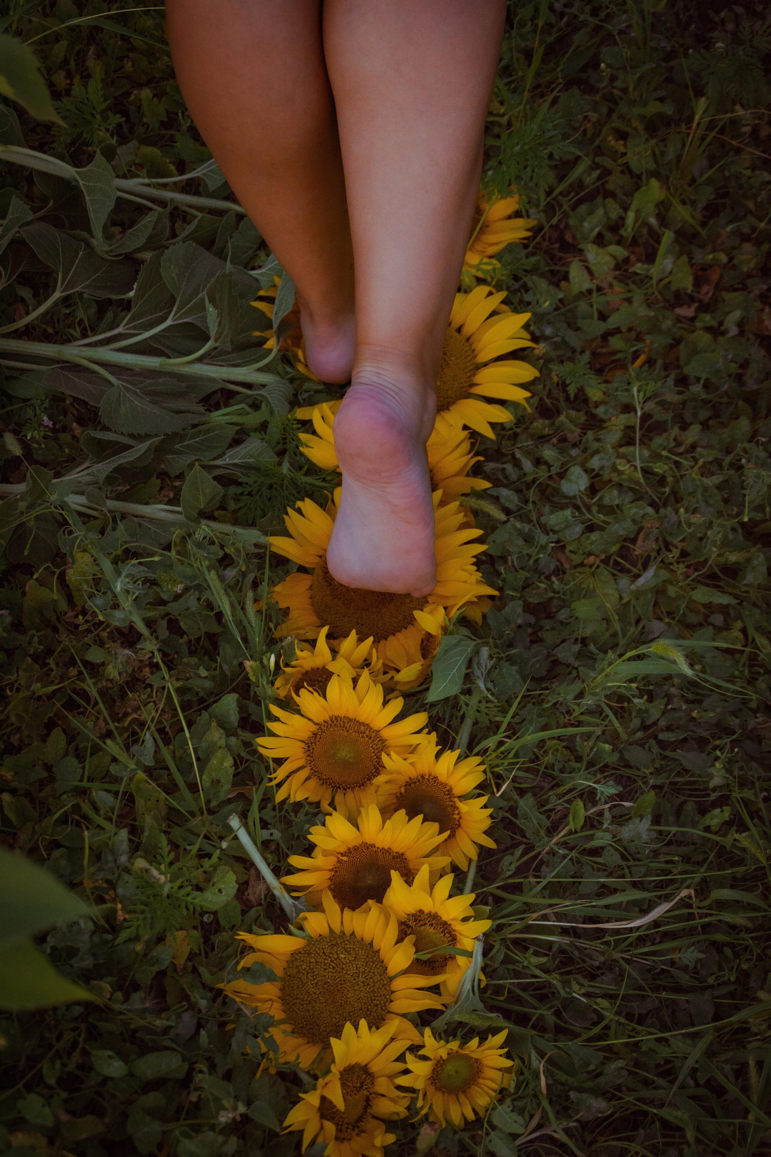 Подсолнухи. Елена Волкова семейный фотограф в станице Гостагаевской города-курорта Анапа