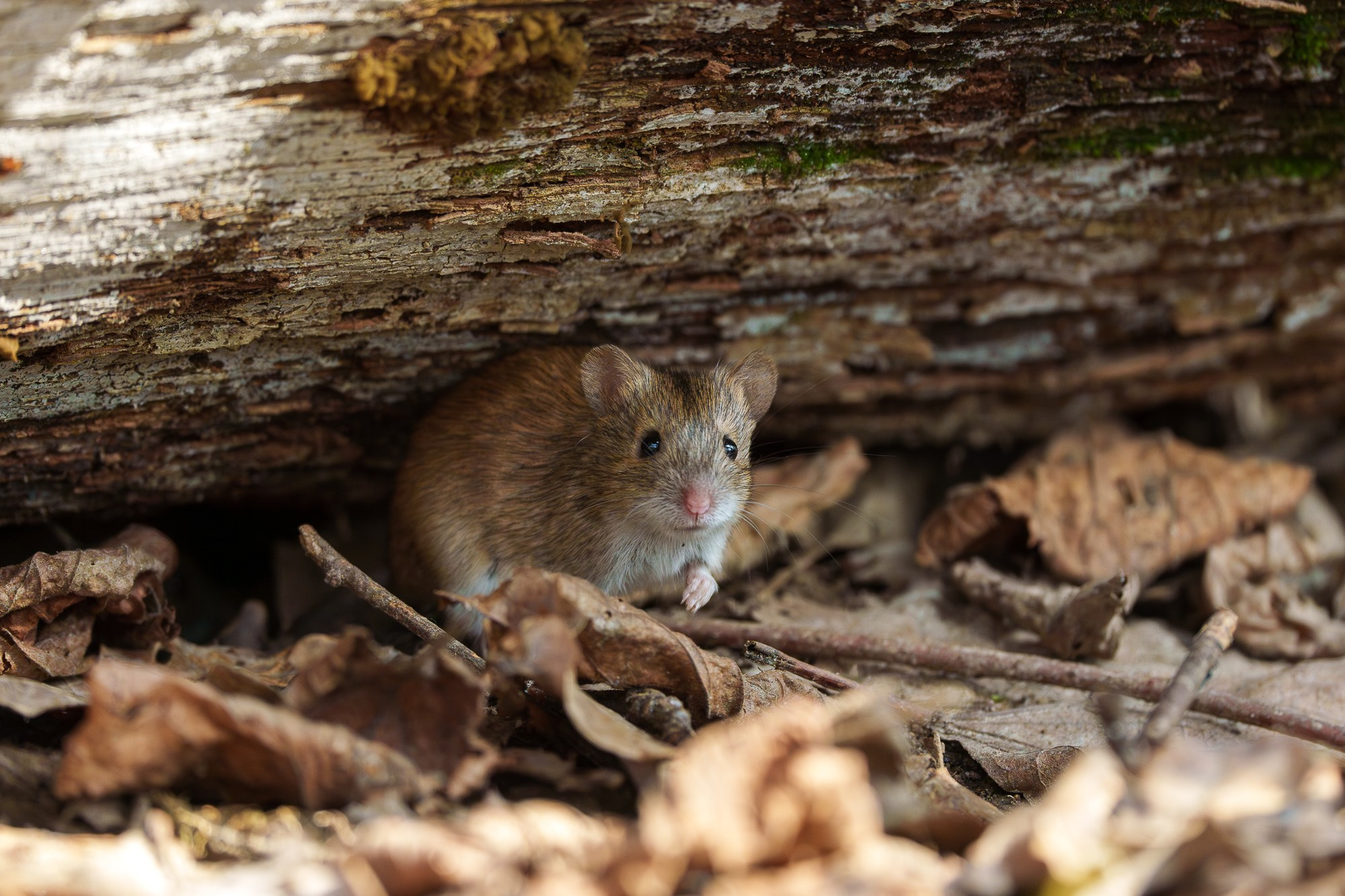 Животные. Ваш личный фотограф Марина Волкова