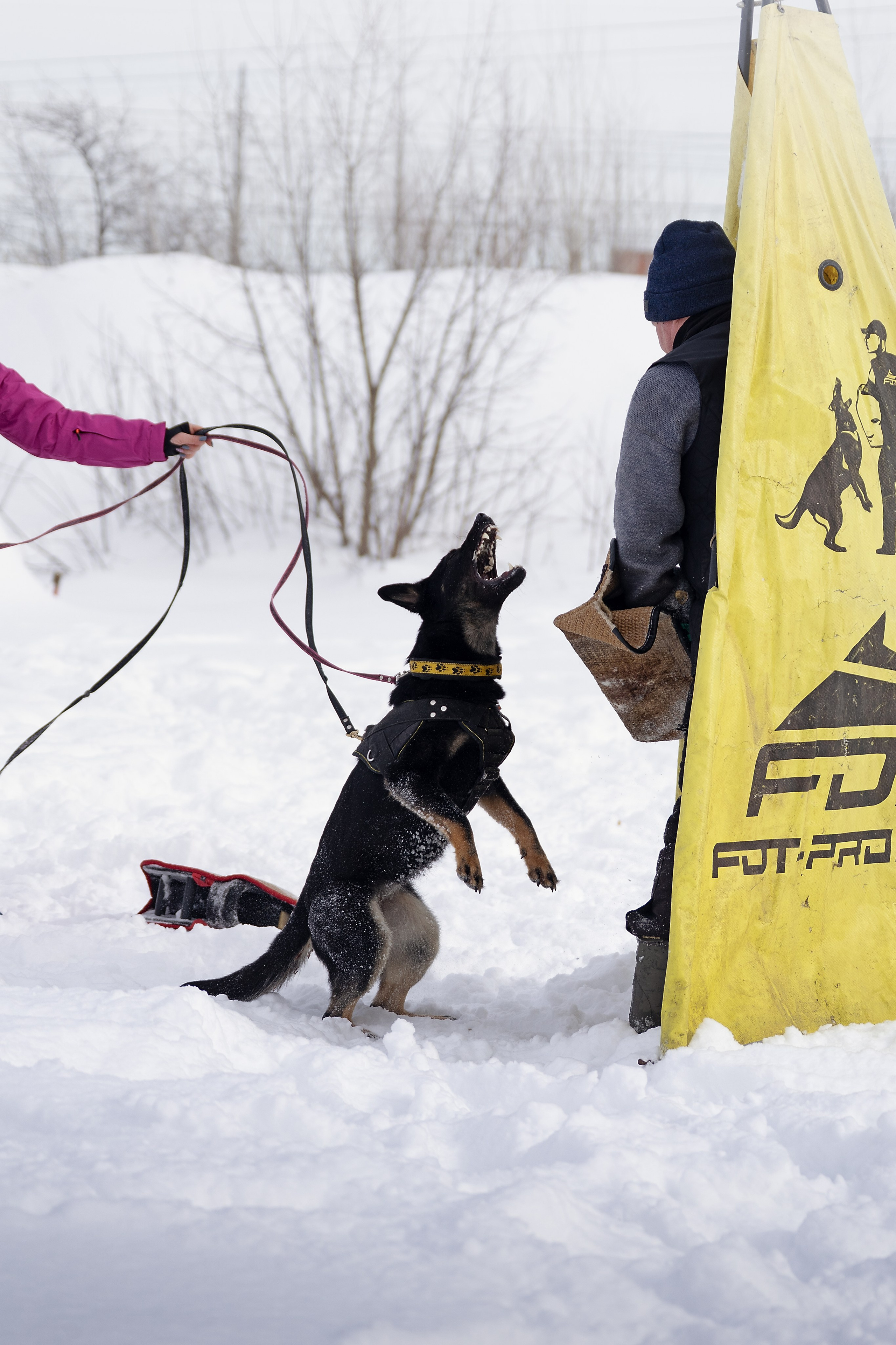 Репортажная съемка. Фотограф-анималист Нижний Новгород