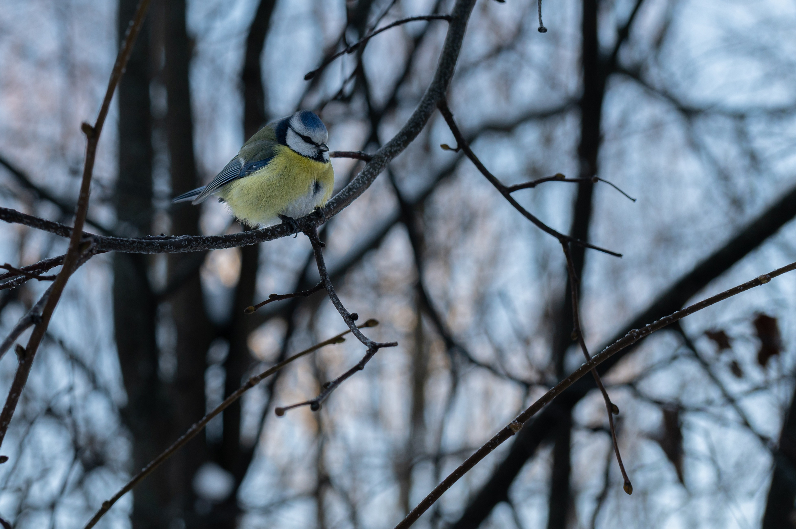 20240120 Воробьёвы горы. Дмитрий Ремизов. Фотография, как хобби