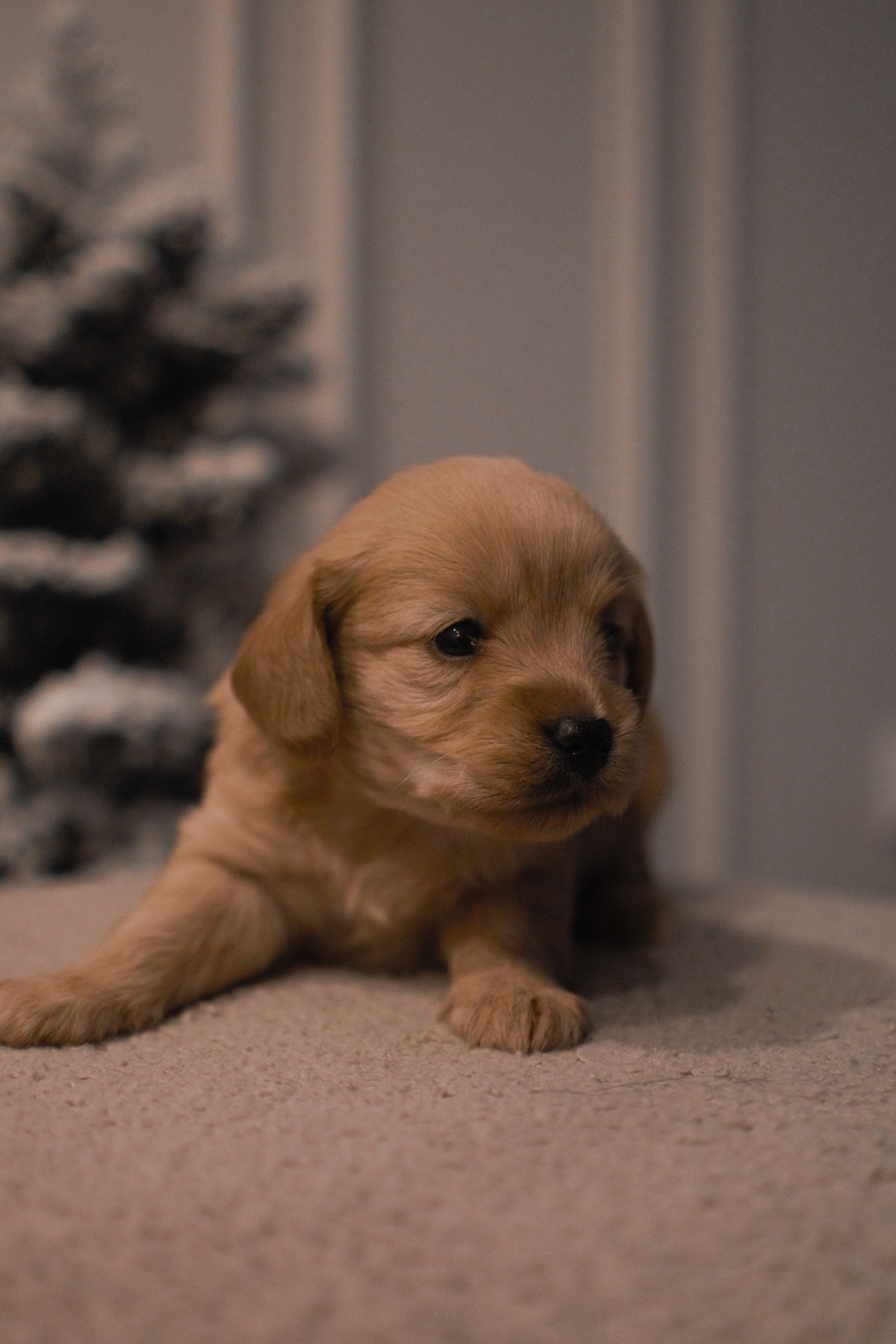 Щенки. Заводчик Labradoodle в Санкт-Петербурге — Костылева Ульяна