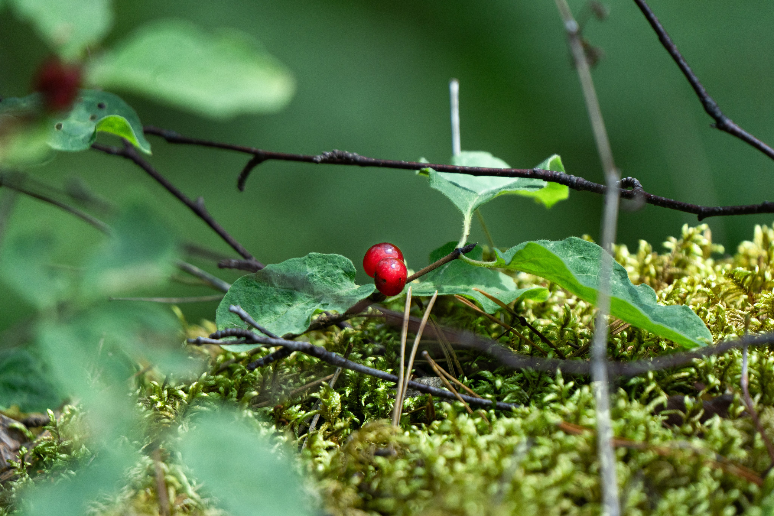 Карелия. ПОБУДЬ ЗДЕСЬ И ЦЕЛЕЕ БУДЕТ ЭТОТ МИР
