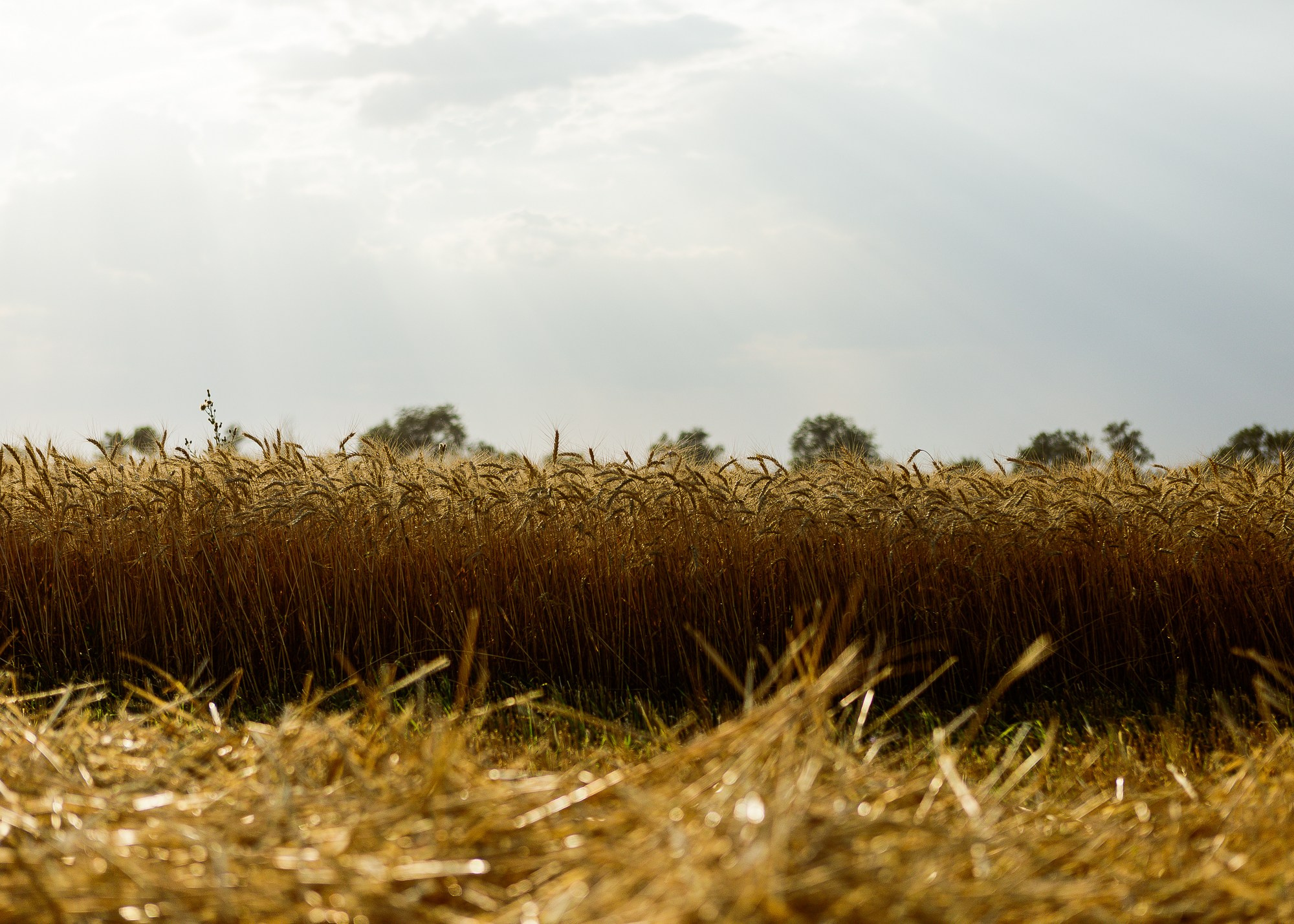 ЭкоНива — производитель молока № 1 в России