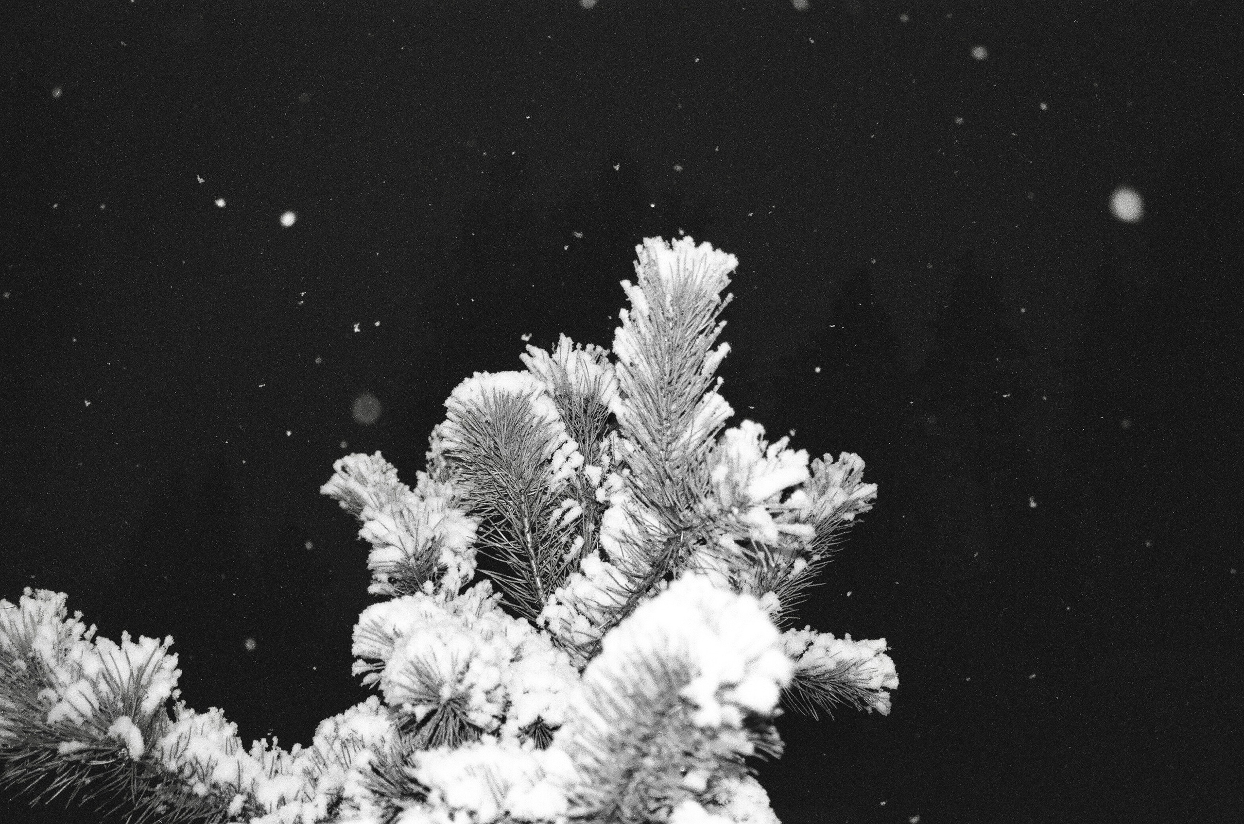 Натура. Фотограф — Маслеников Константин