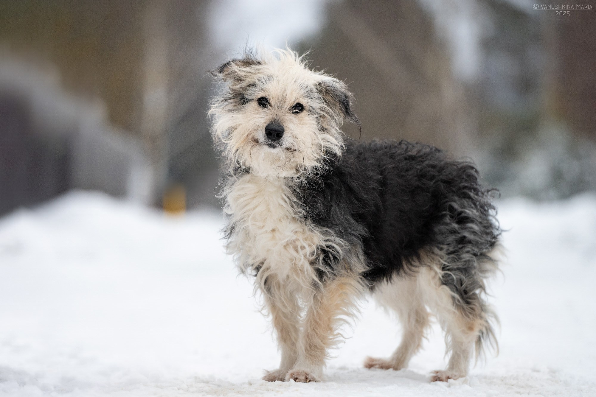 Пиарные фотосессии собак на пристройство. Фотограф собак в Москве и Московской области Иванушкина Мария