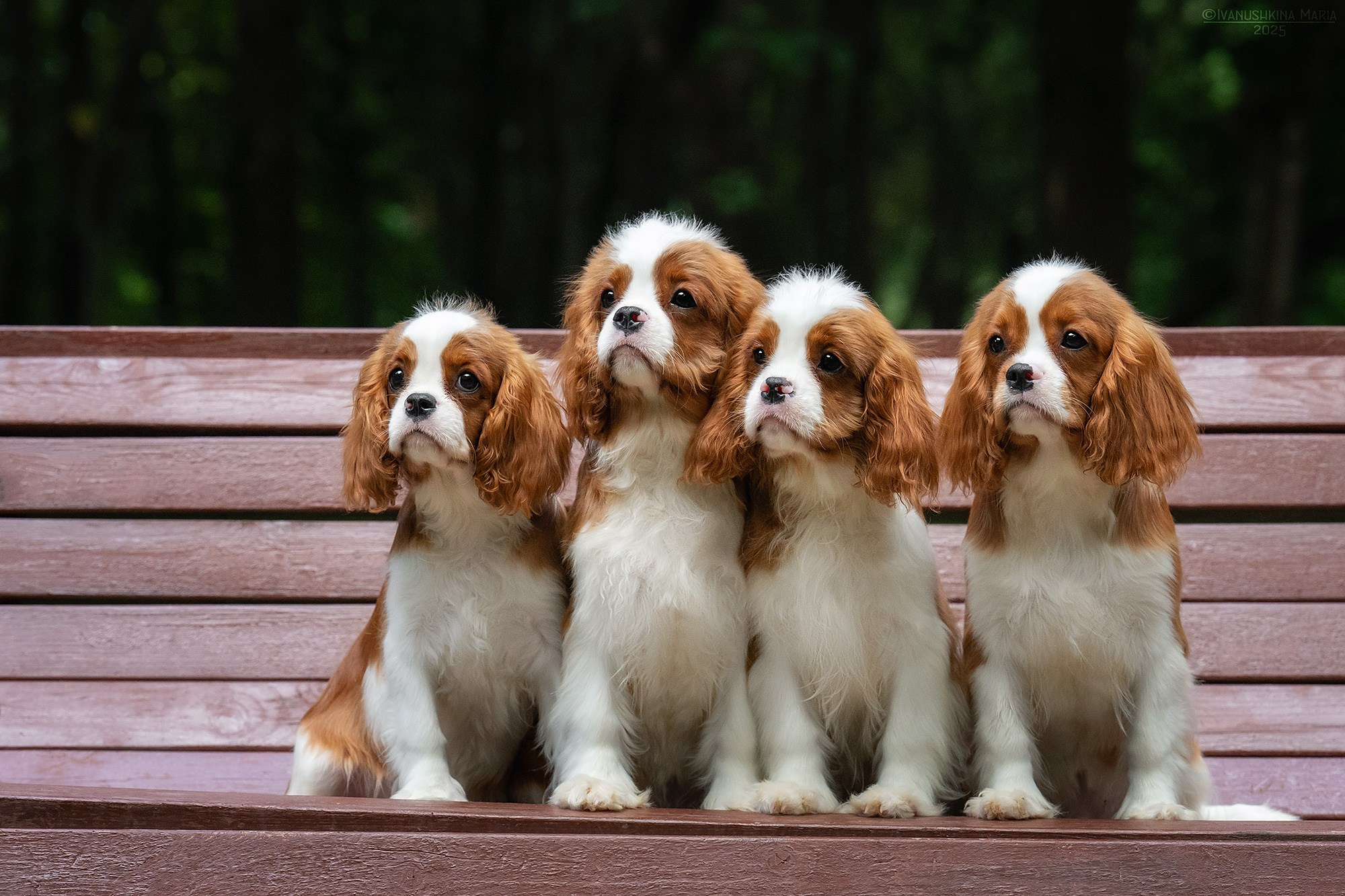 Фотосессия щенков на продажу. Фотограф собак в Москве и Московской области Иванушкина Мария