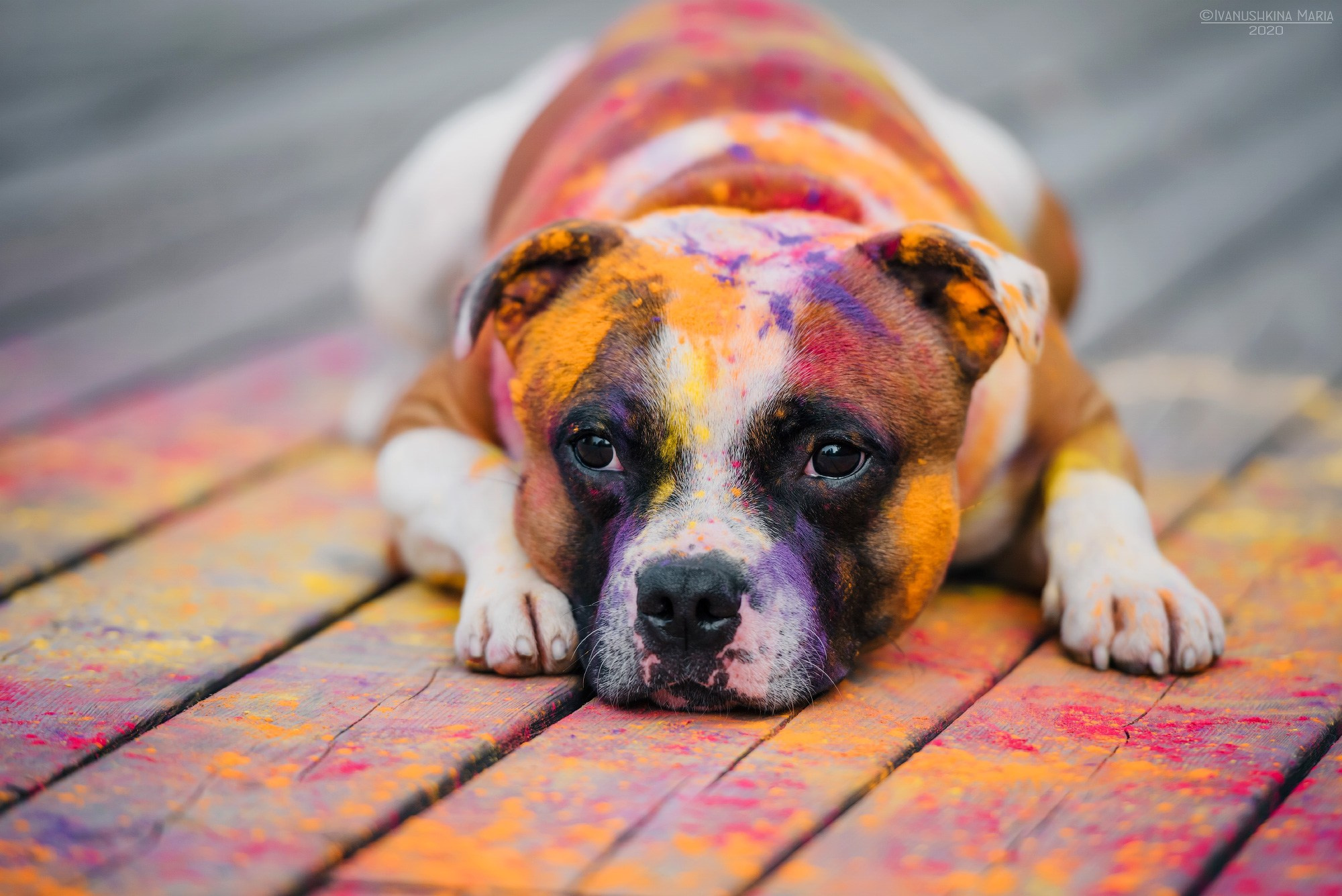 Фотосессия собаки с красками холи. Фотограф собак в Москве и Московской области Иванушкина Мария