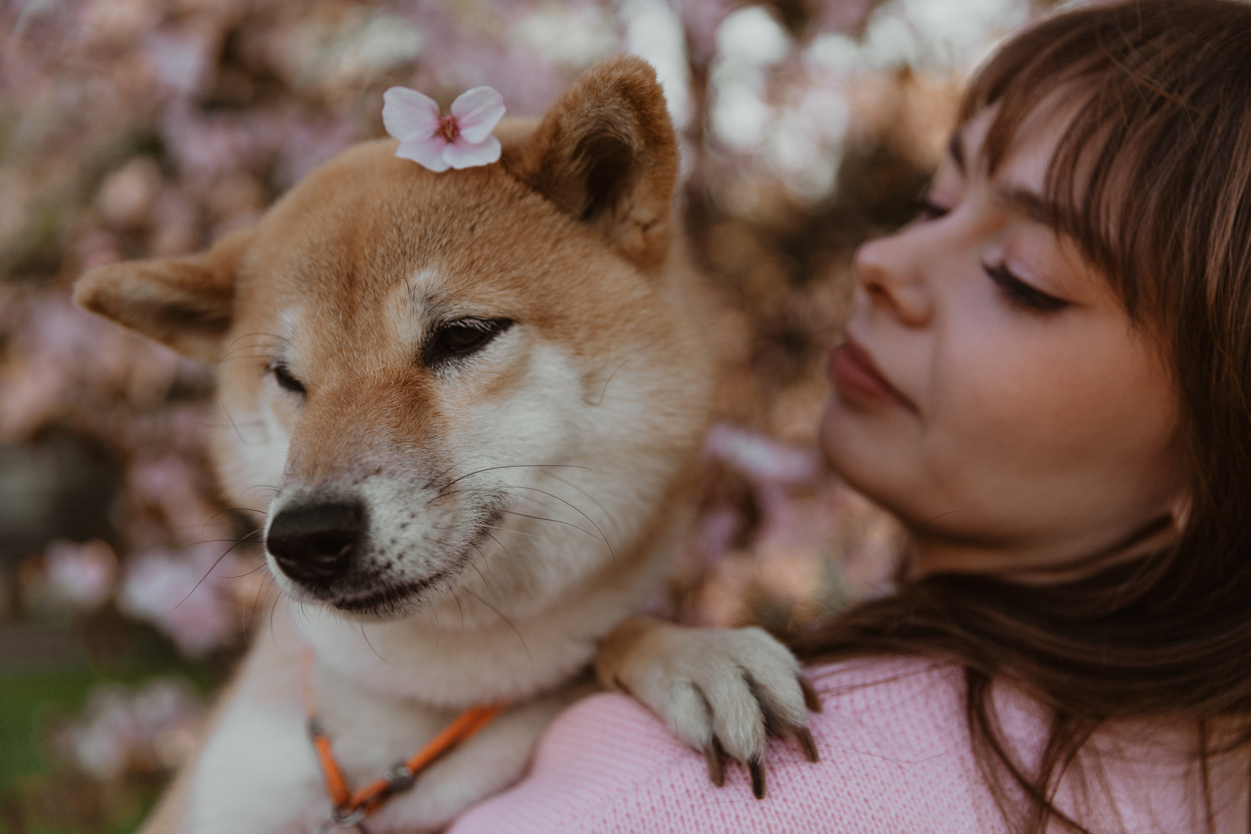 Анастасия и Тайра. Фотограф Южно-Сахалинск Сахалин Анастасия Тучина