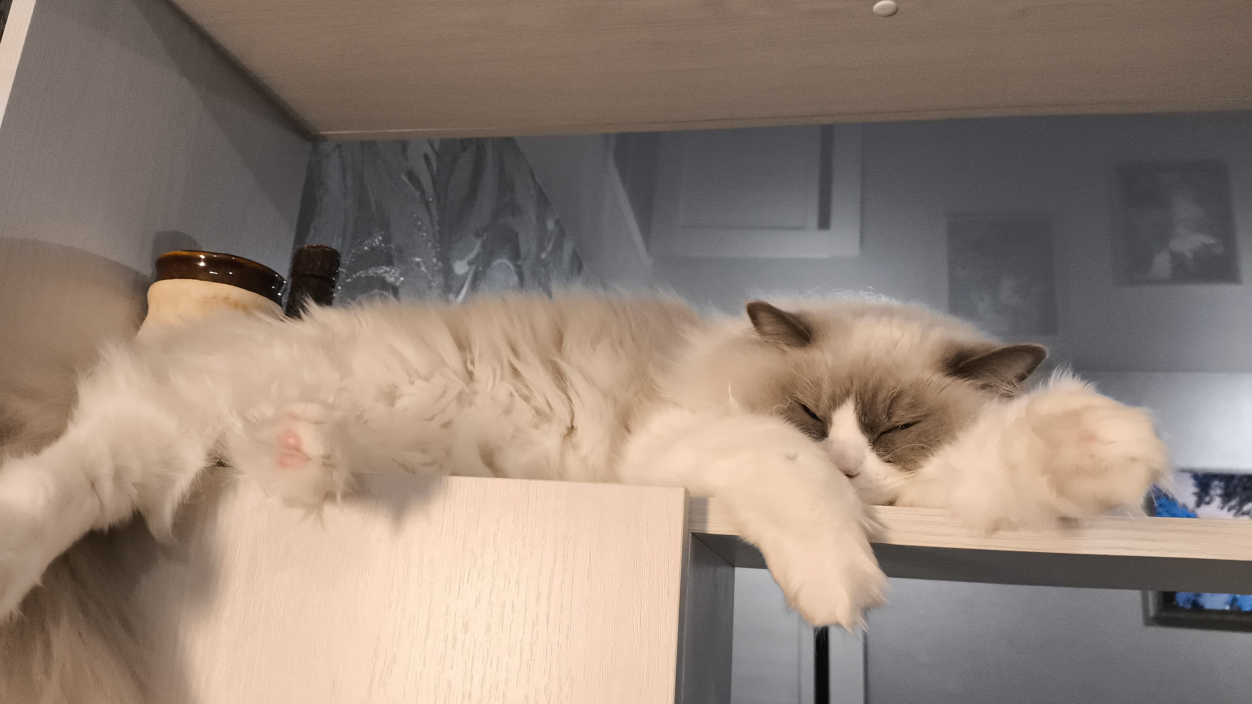 Выпускники Loyal Adore. Питомник рэгдолл Loyal Adore