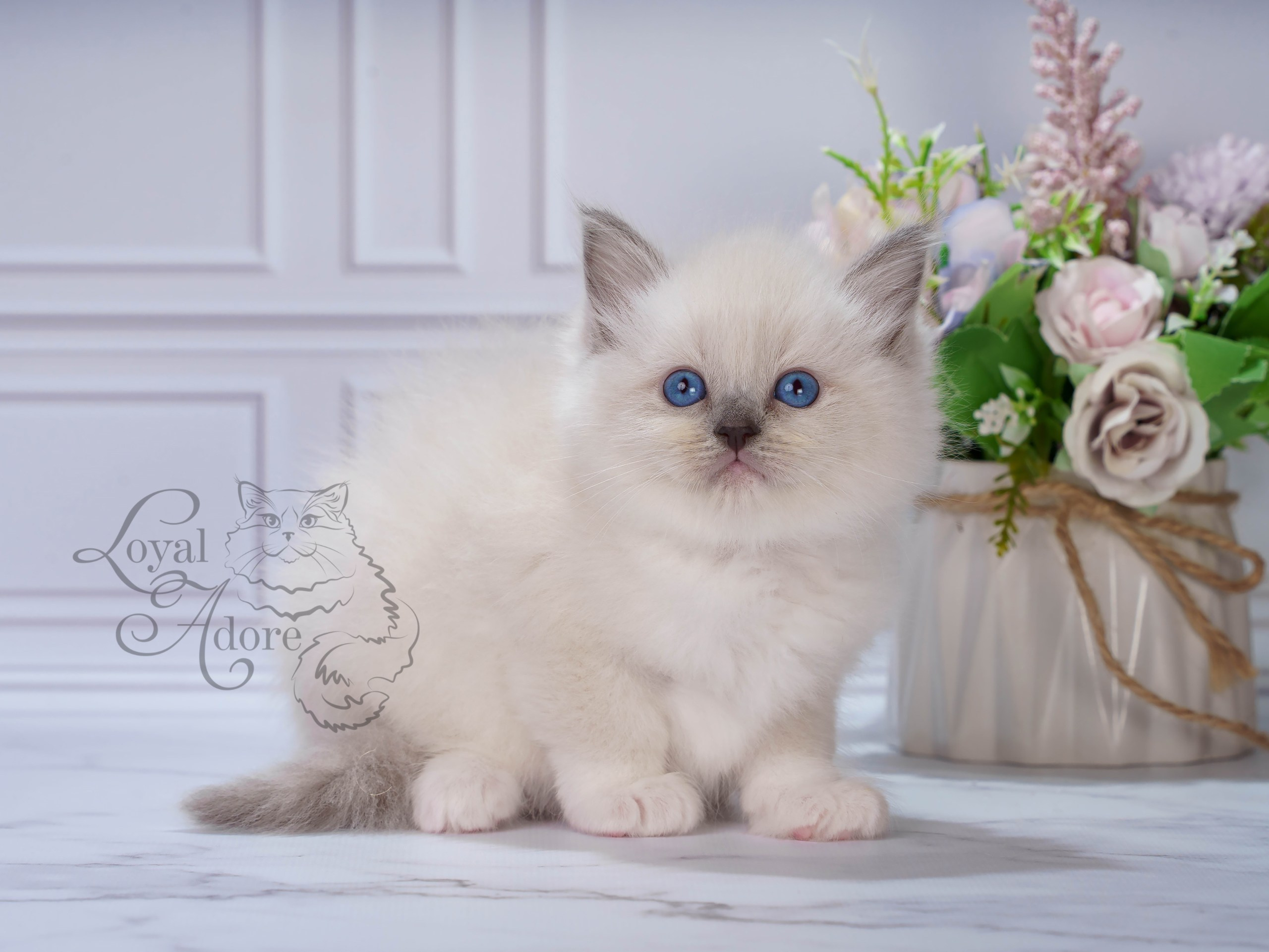 Котята рэгдолл от Loyal Adore. Питомник рэгдолл Loyal Adore